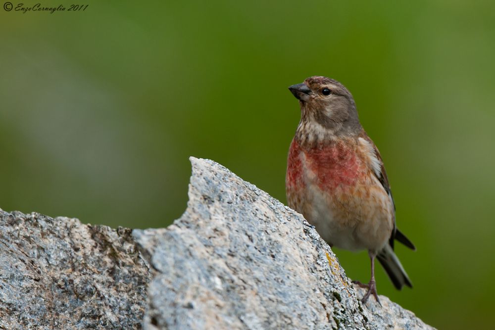 Linnet