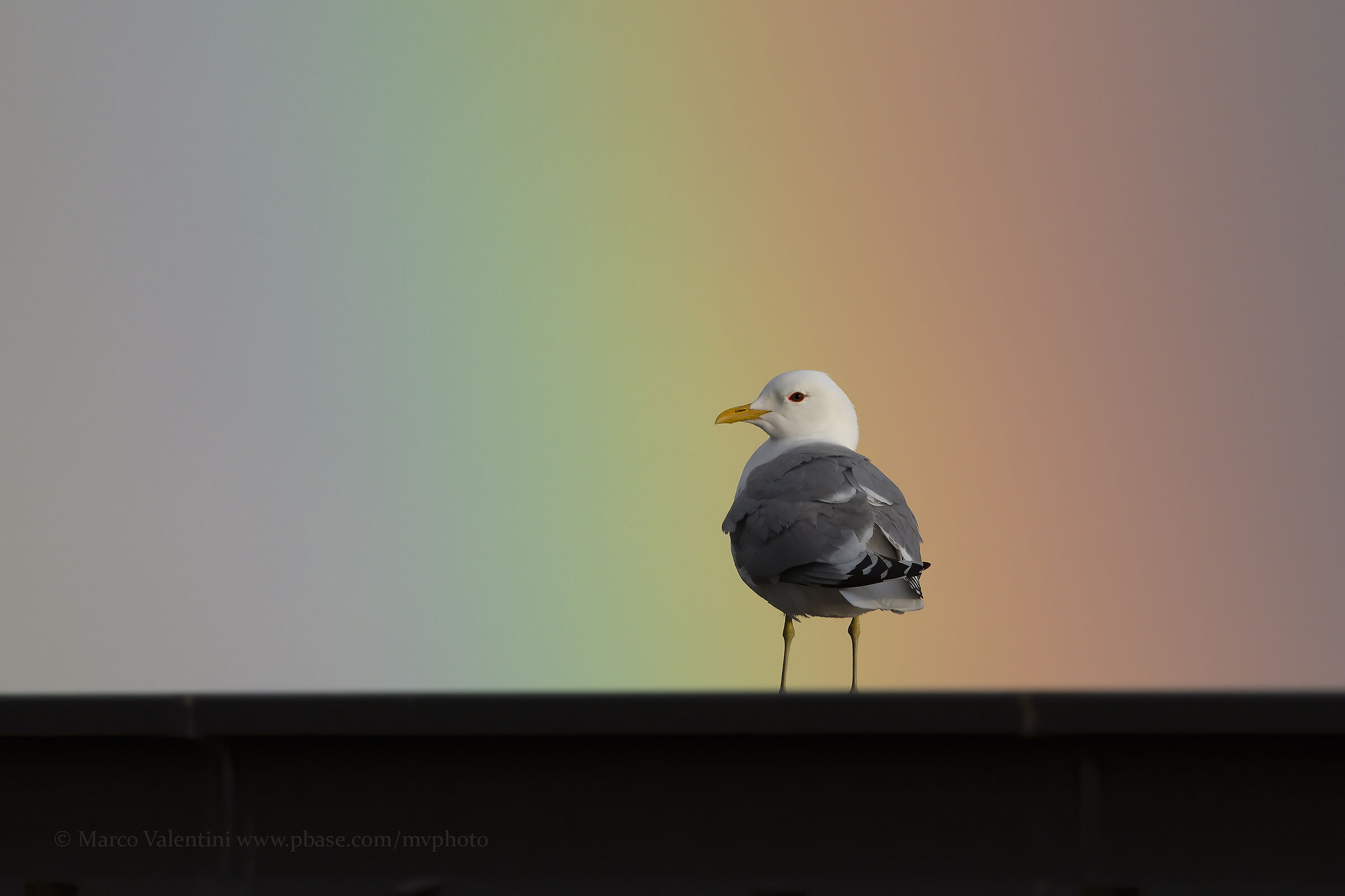 Gavina and rainbow