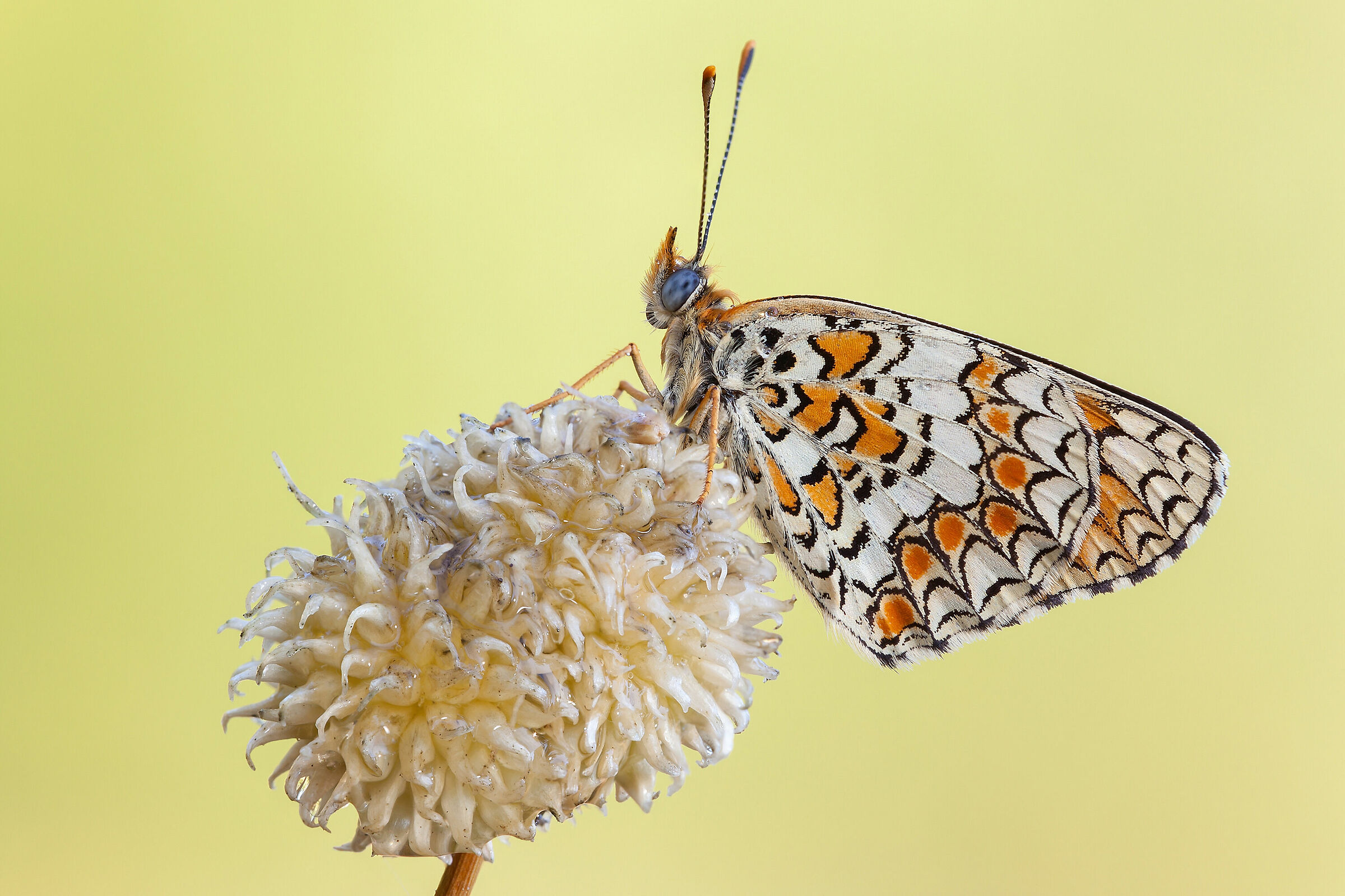 Melitaea Phoebe (Esper, 1778)