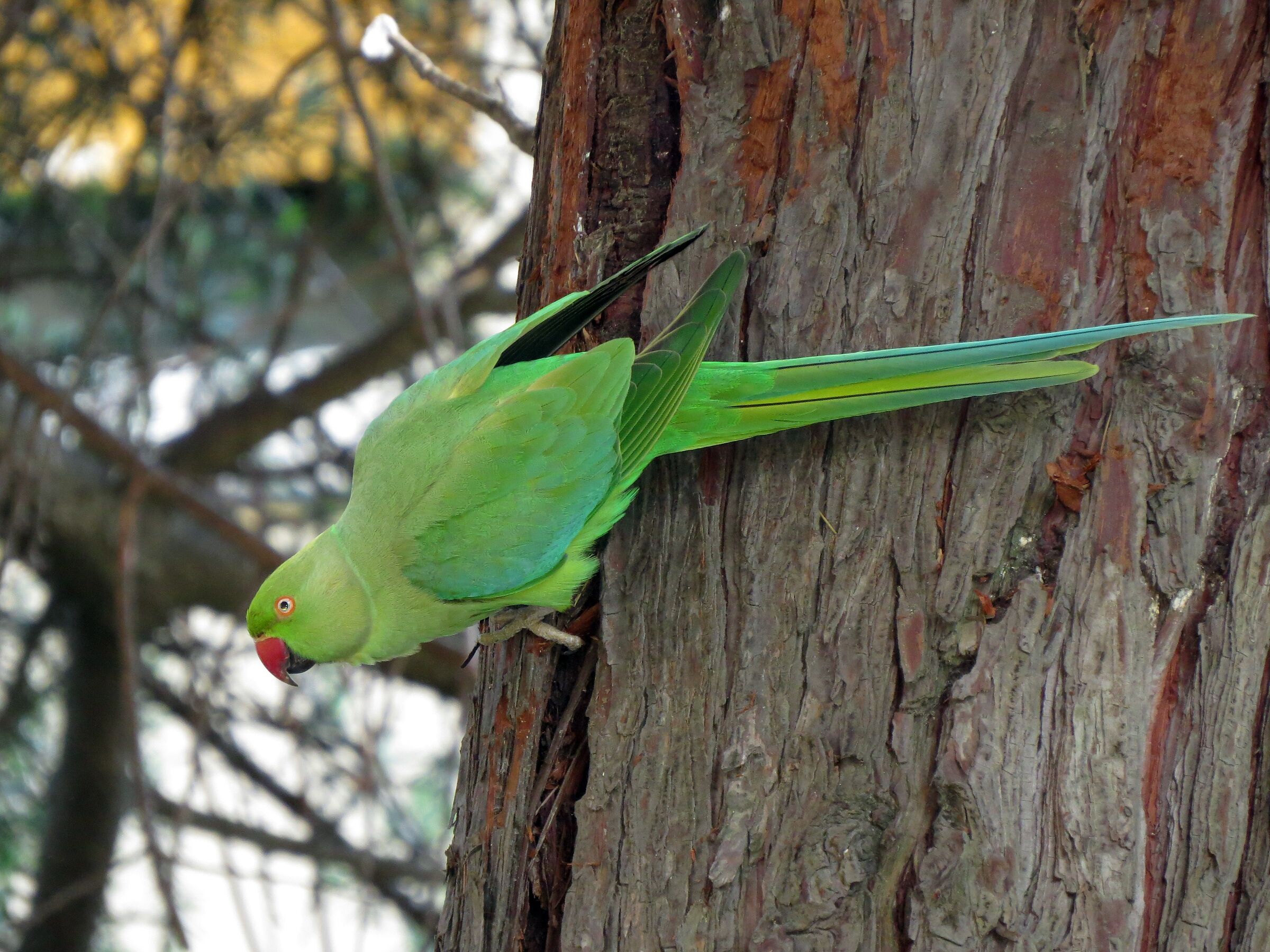Collared robe that undoes tuia