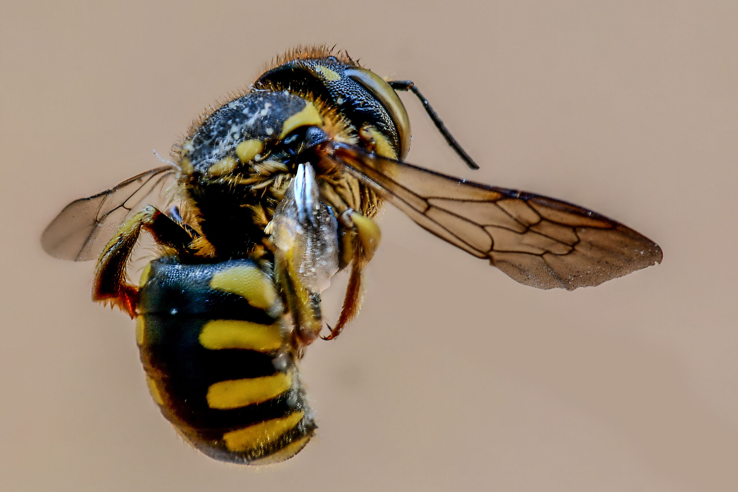 Apis mellifica