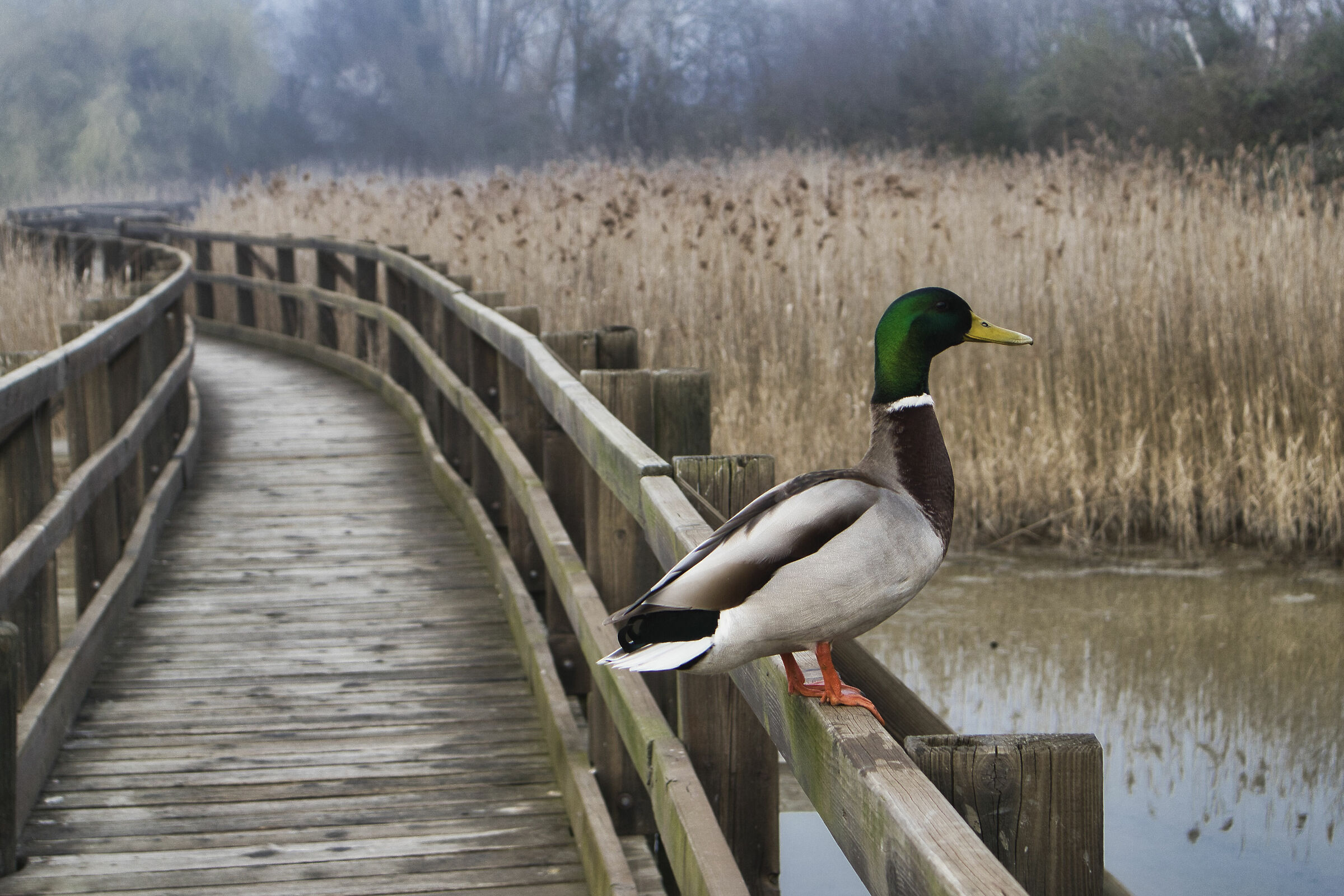 Duck in the Fog