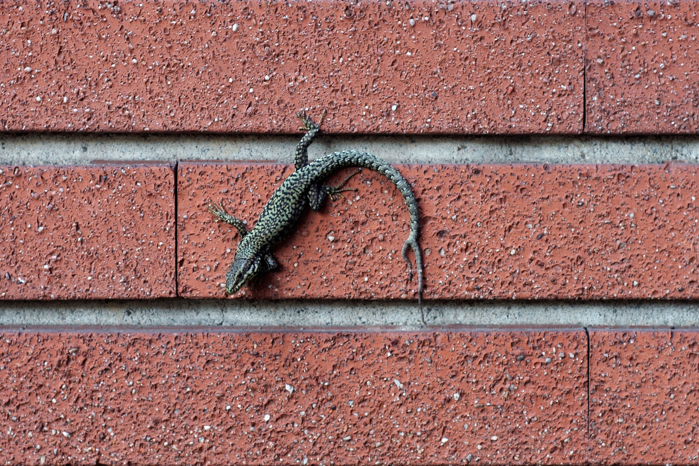 Due code son meglio di una