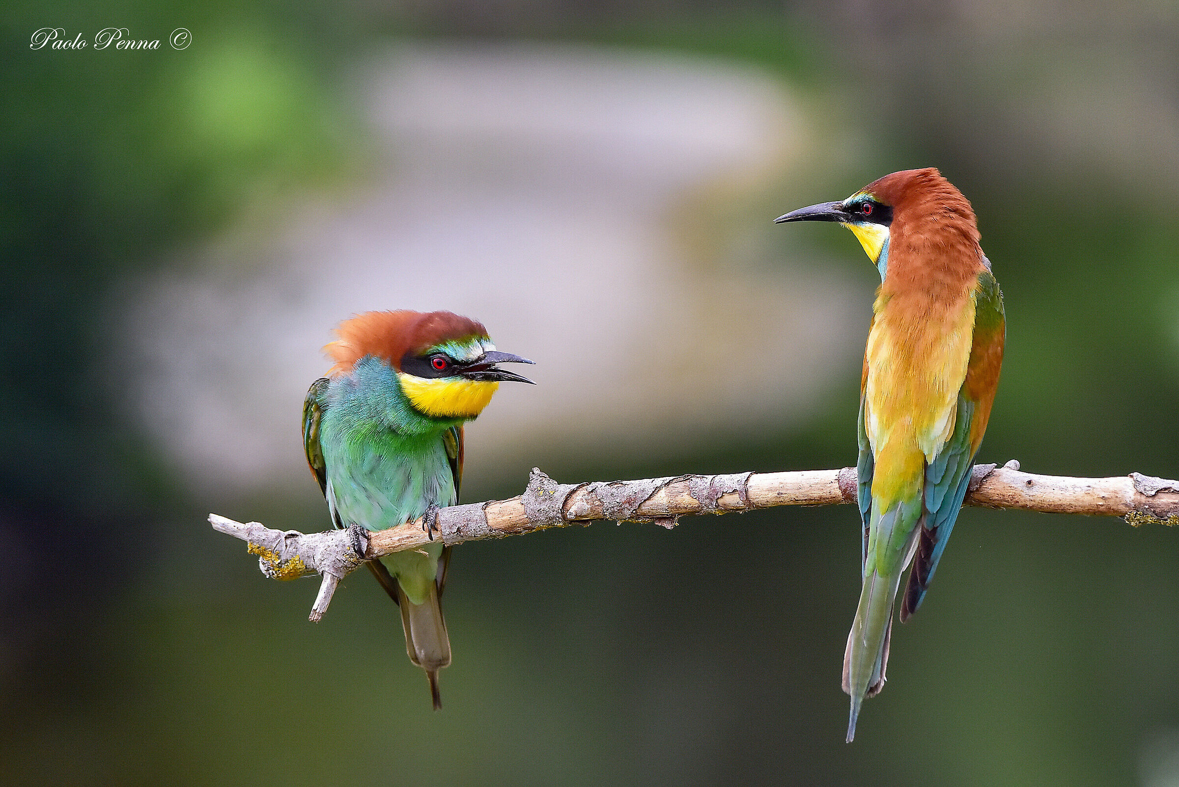 Scrabbles between harriers