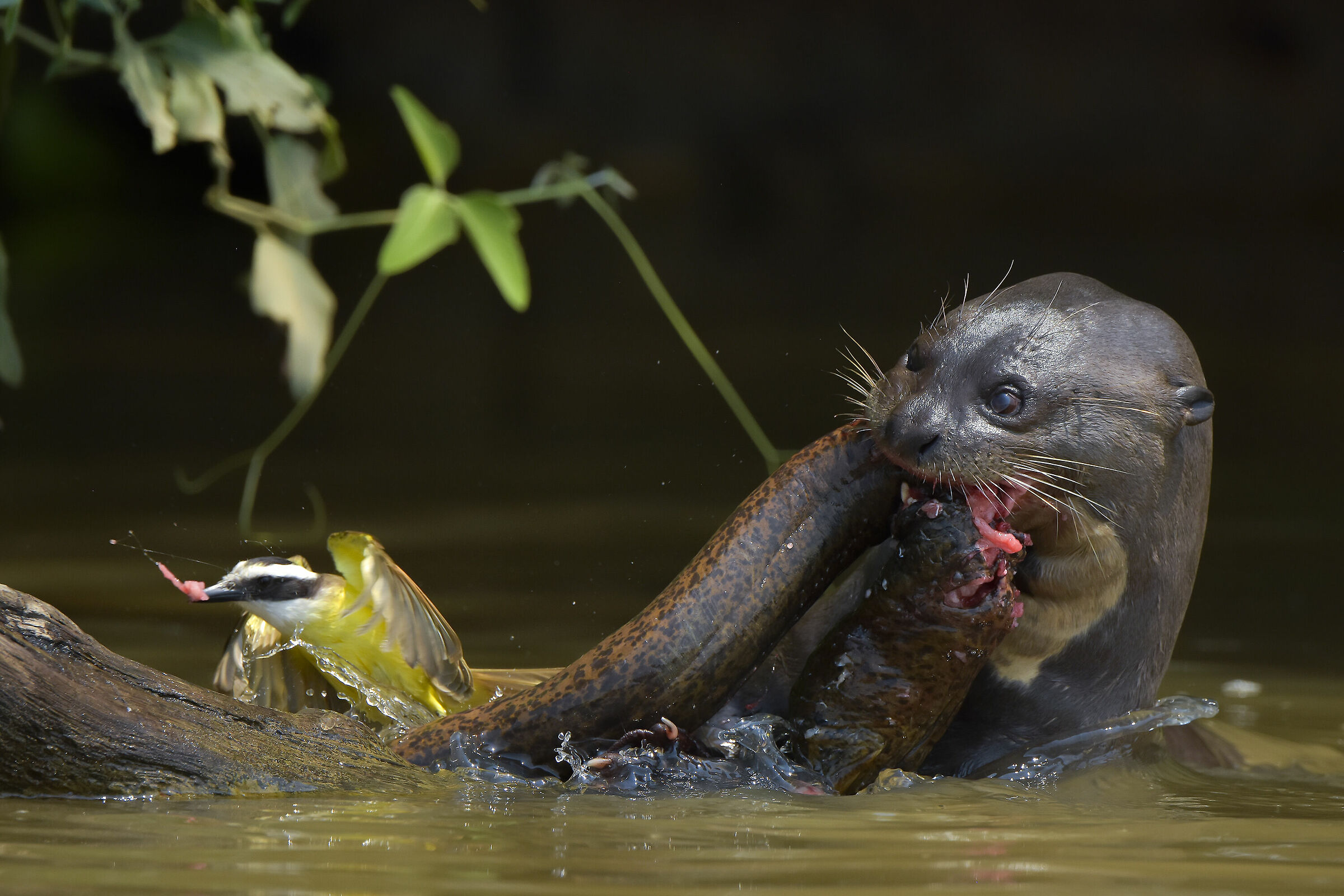The otter, eel and pitango