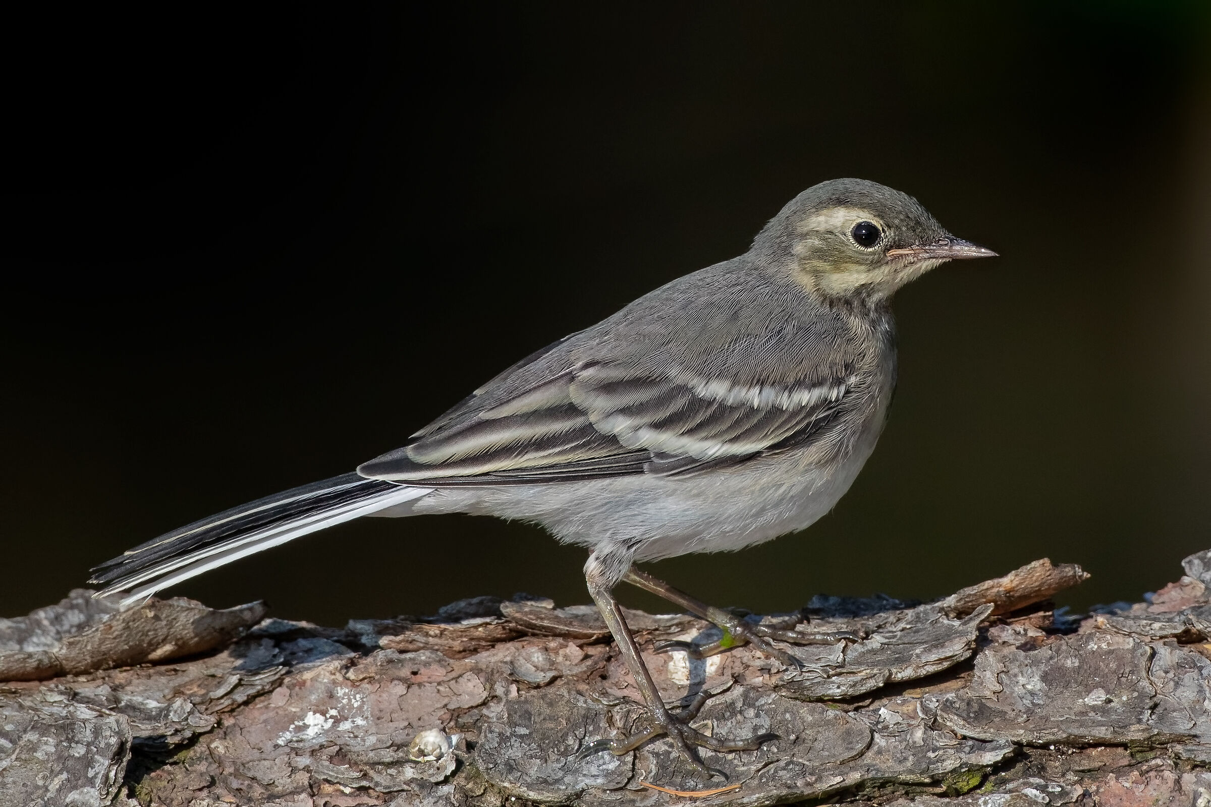 Ballerina bianca juv.
