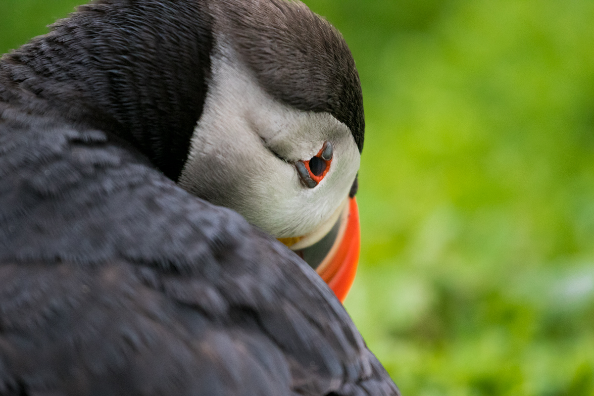 Puffin Portrait