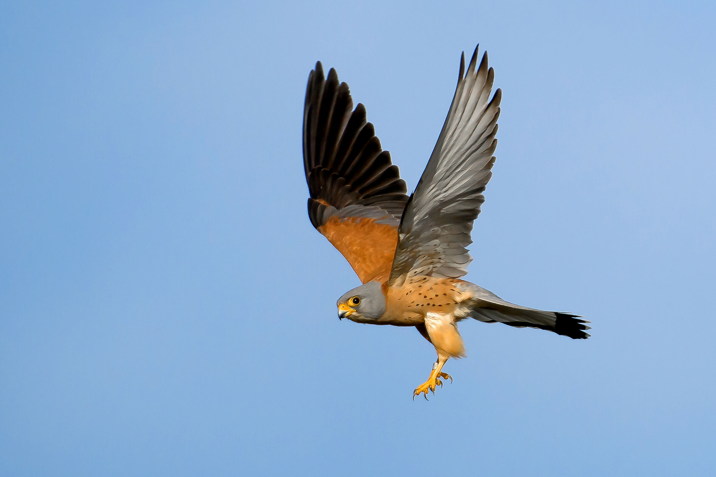 Grillaio (Falco naumanni)