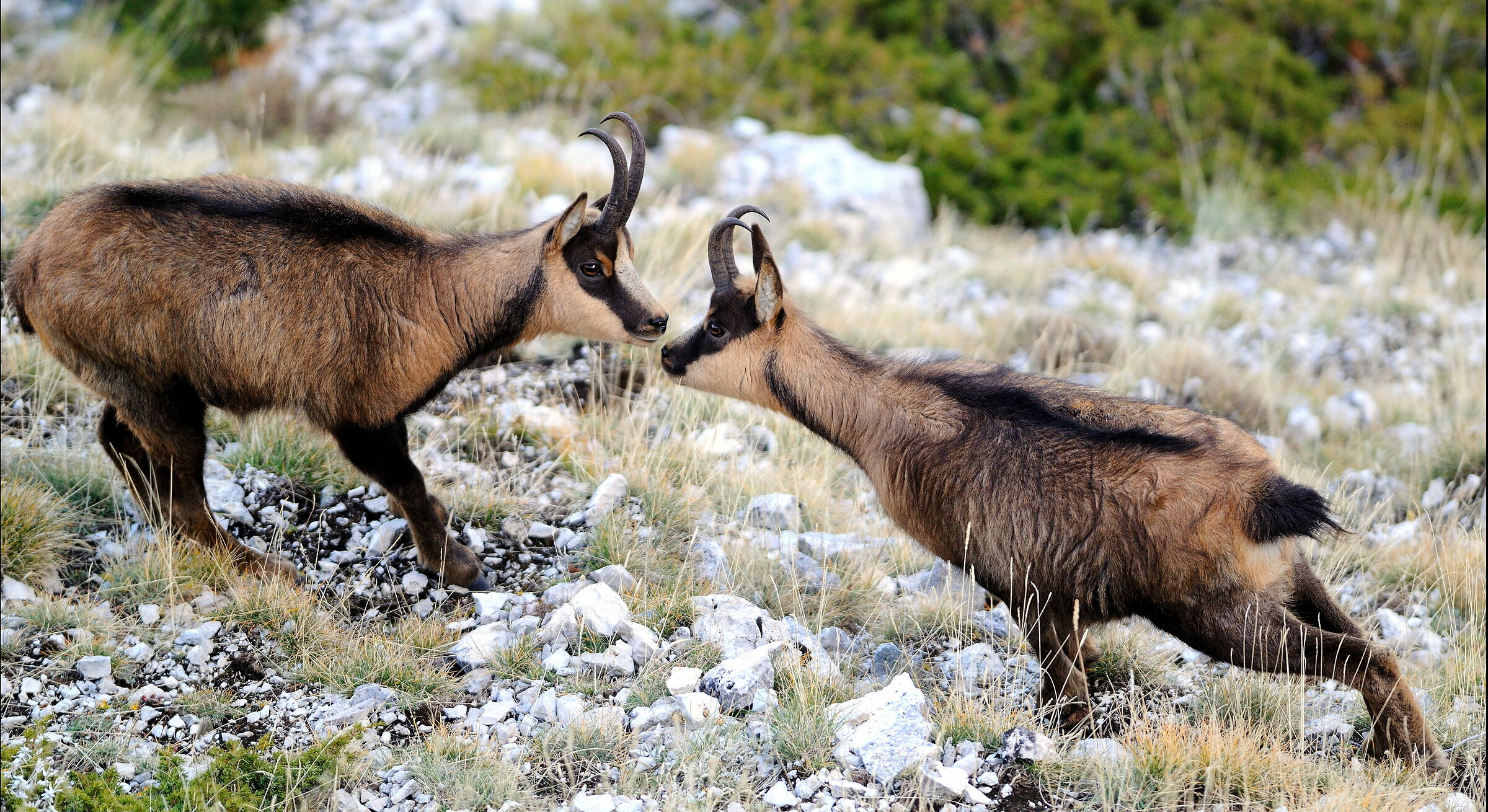 Apennine chamois