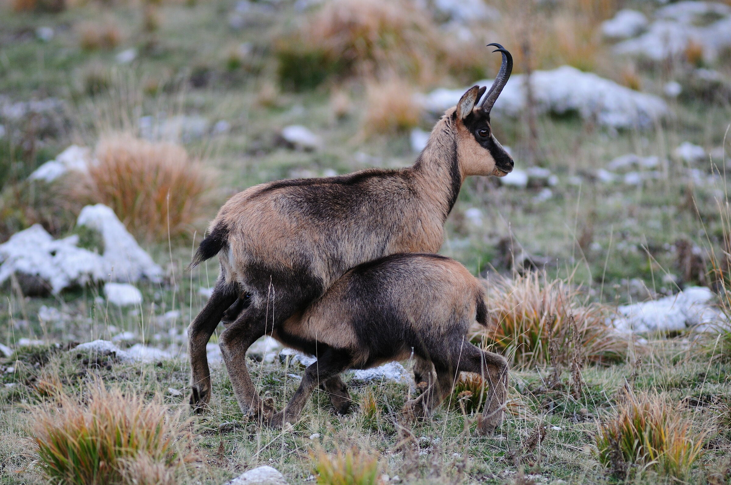 Apennine chamois
