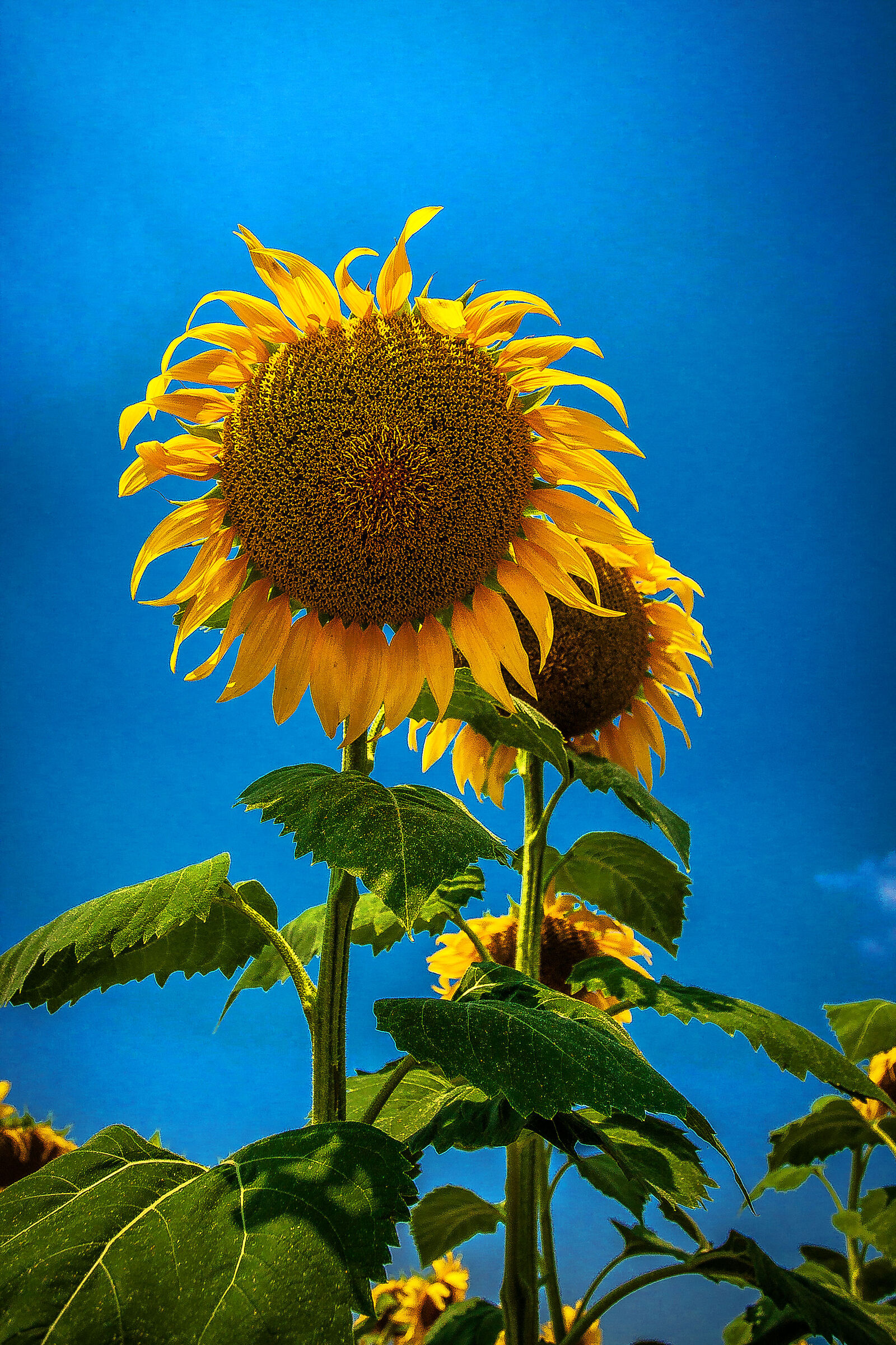 Sunflowers have summer in their eyes.......