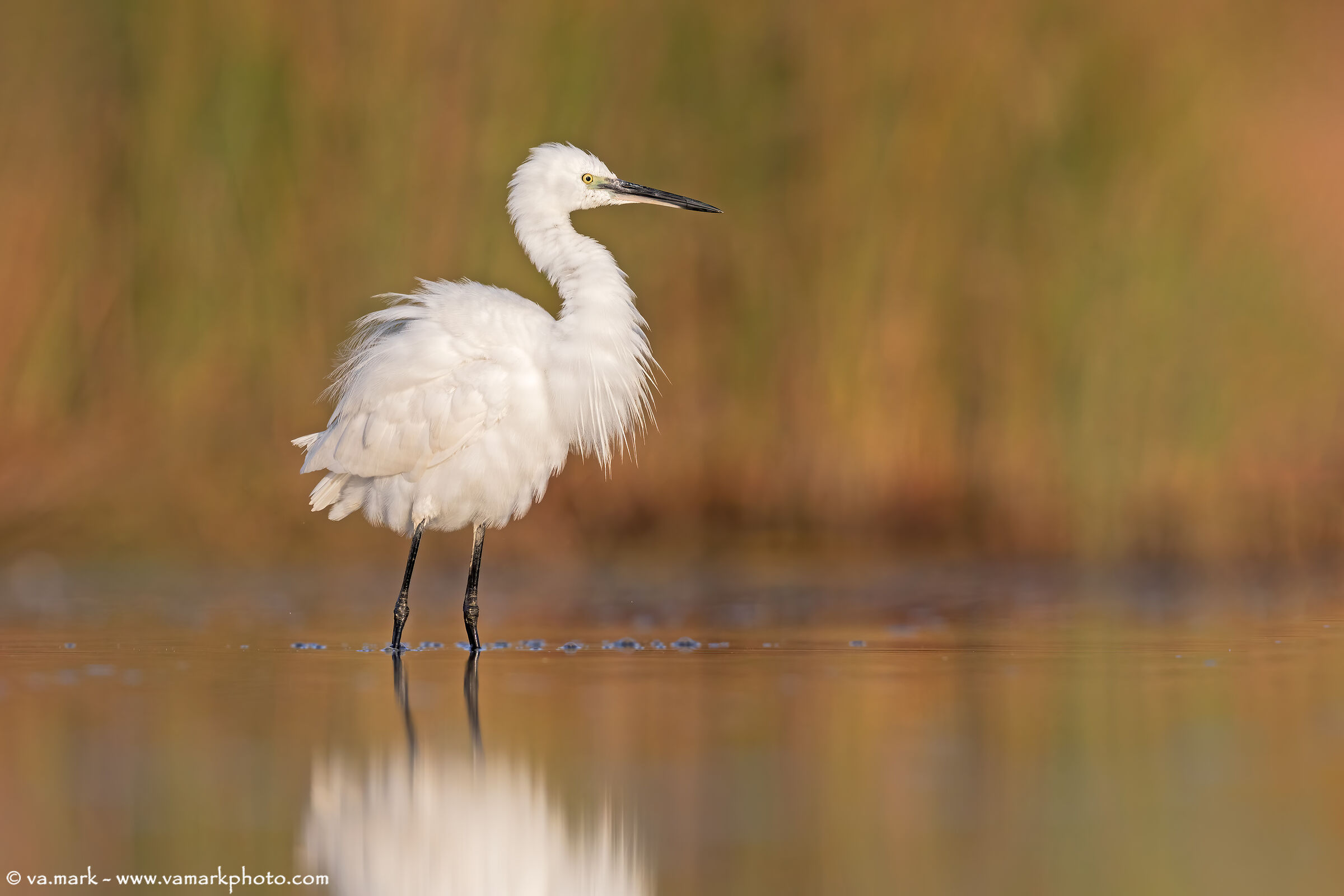 la morbidezza della Garzetta