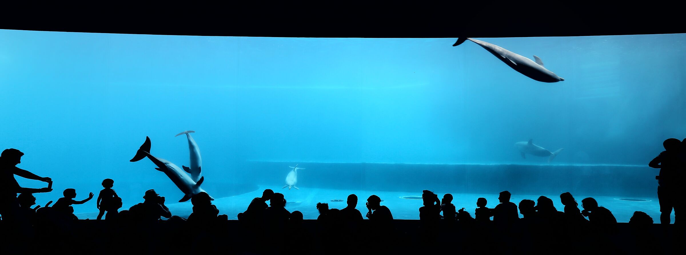 Acquario