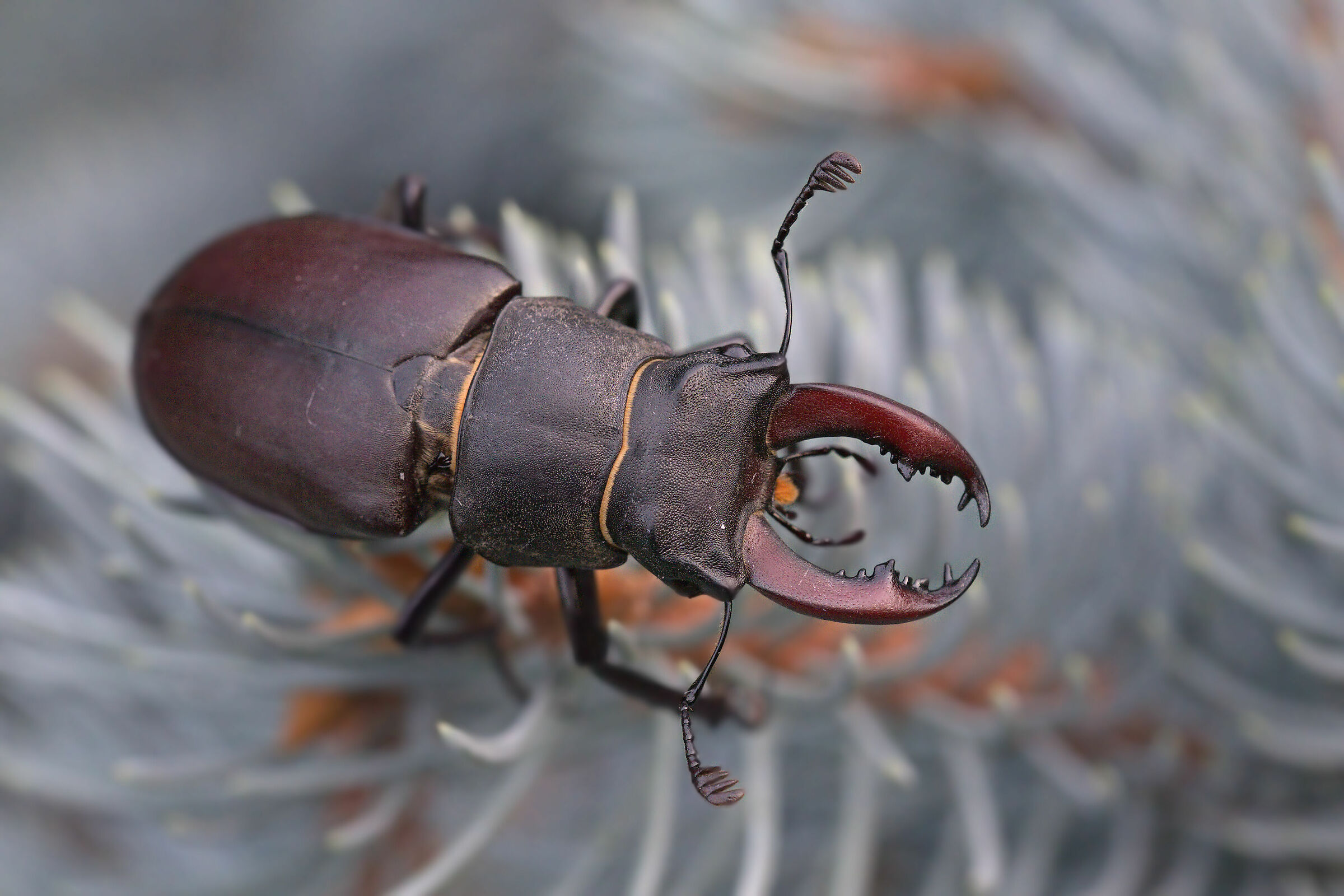 Flying deer (Lucanus cervus)