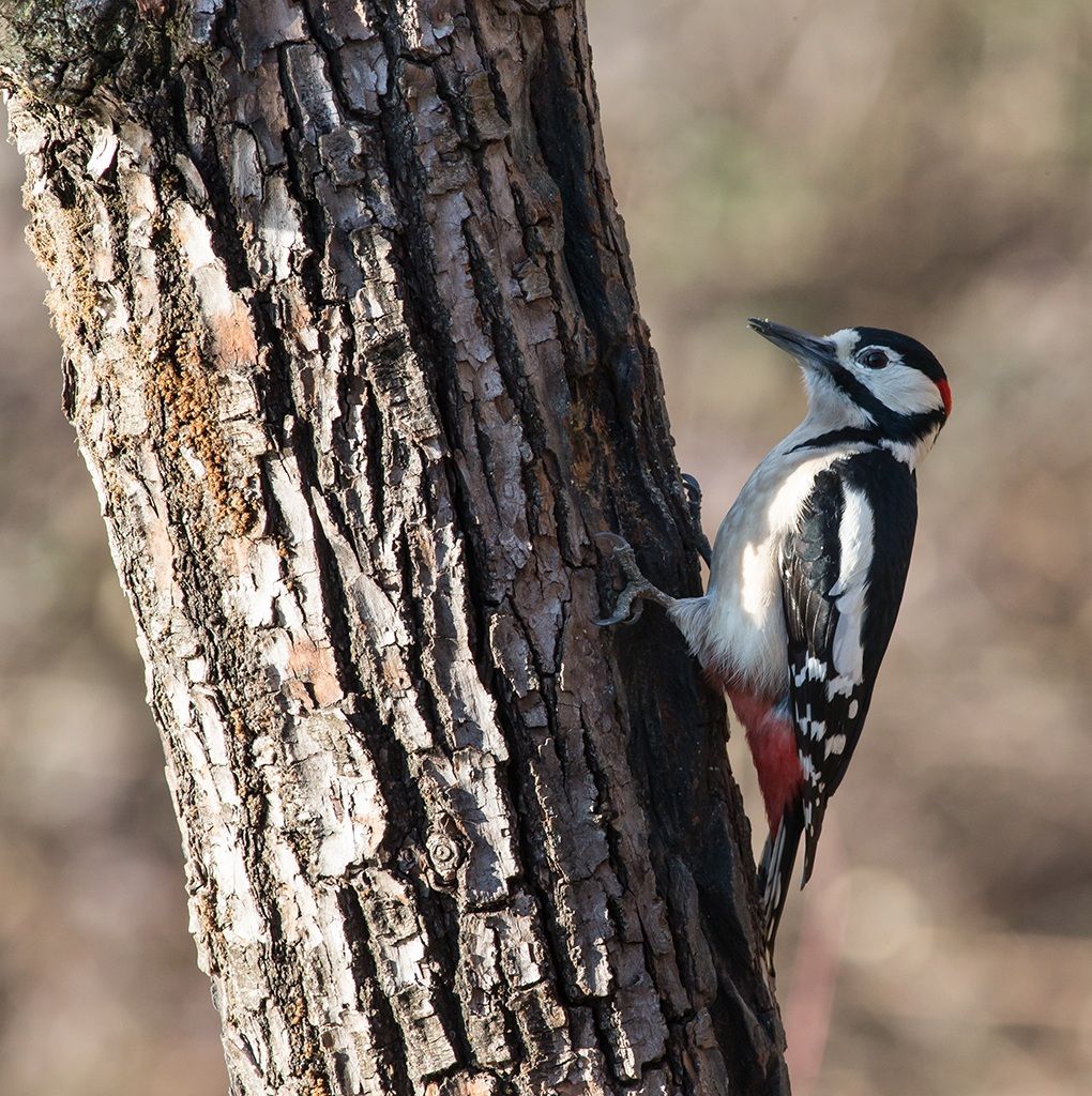 Woodpecker