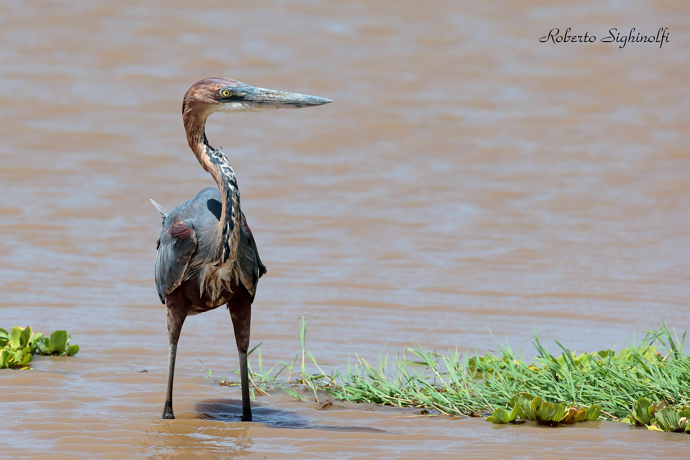 Heron goliath - Tanzania