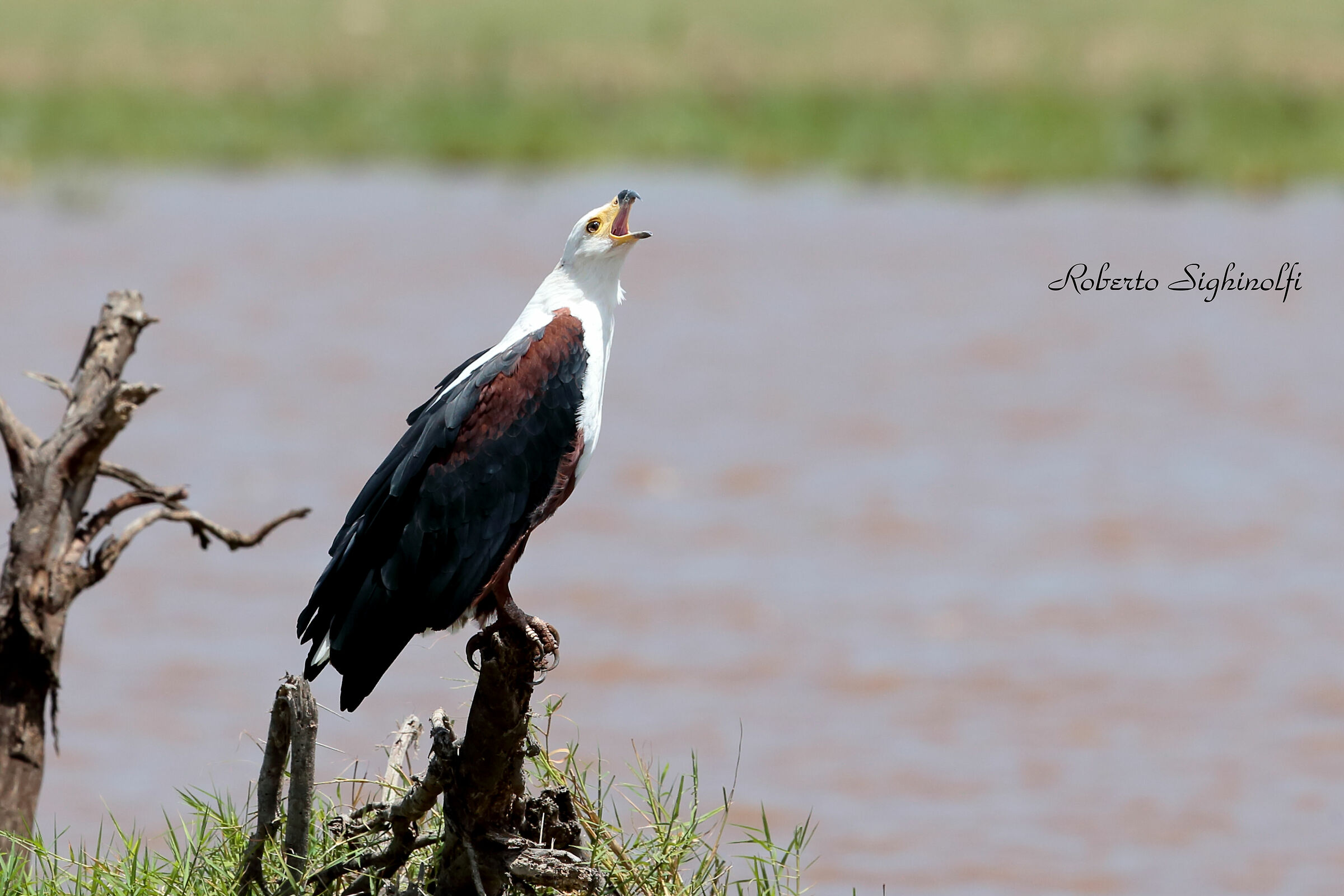 Aquila pescatrice - Tanzania