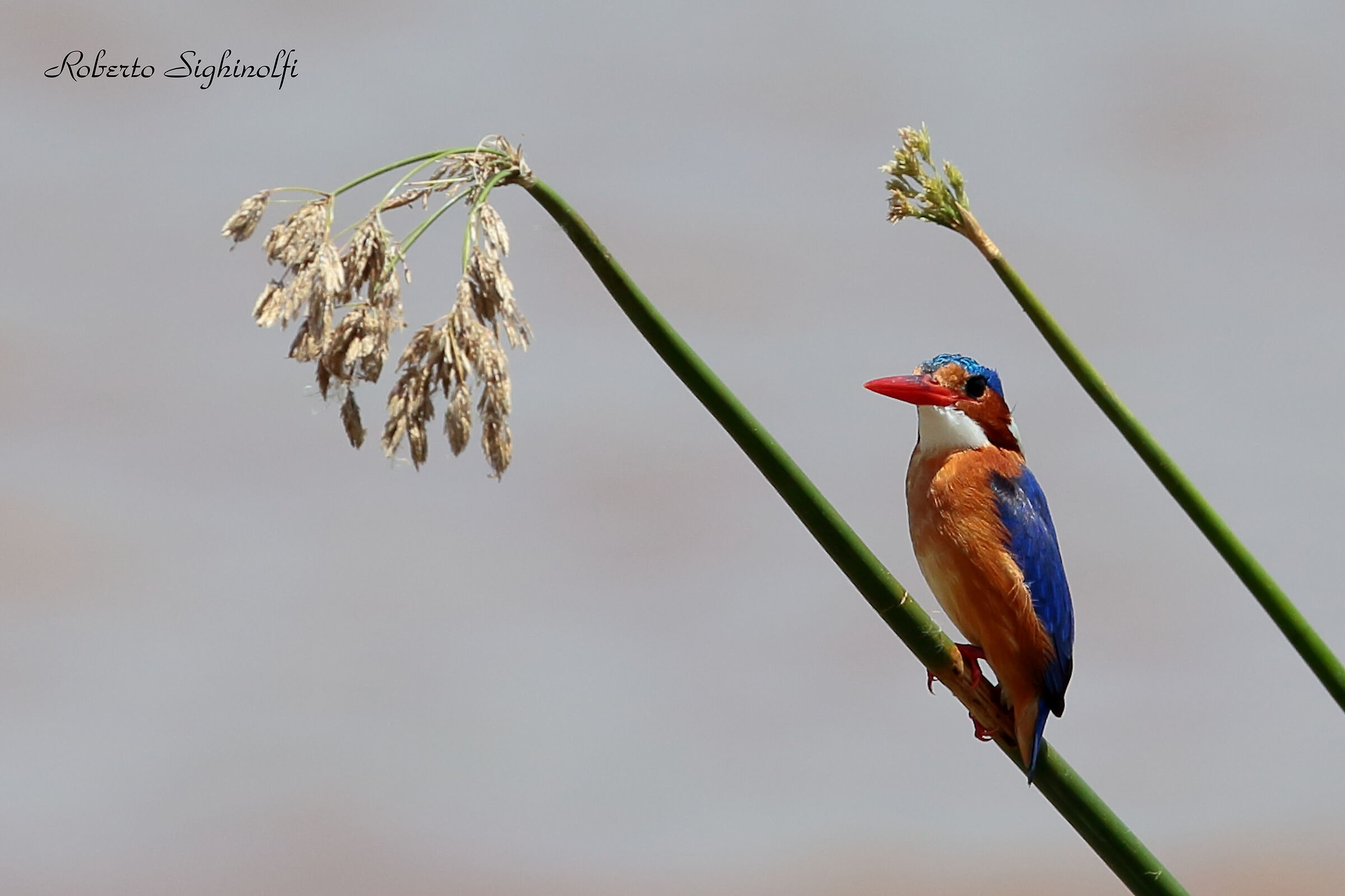 Malachite kingfisher -Tanzania