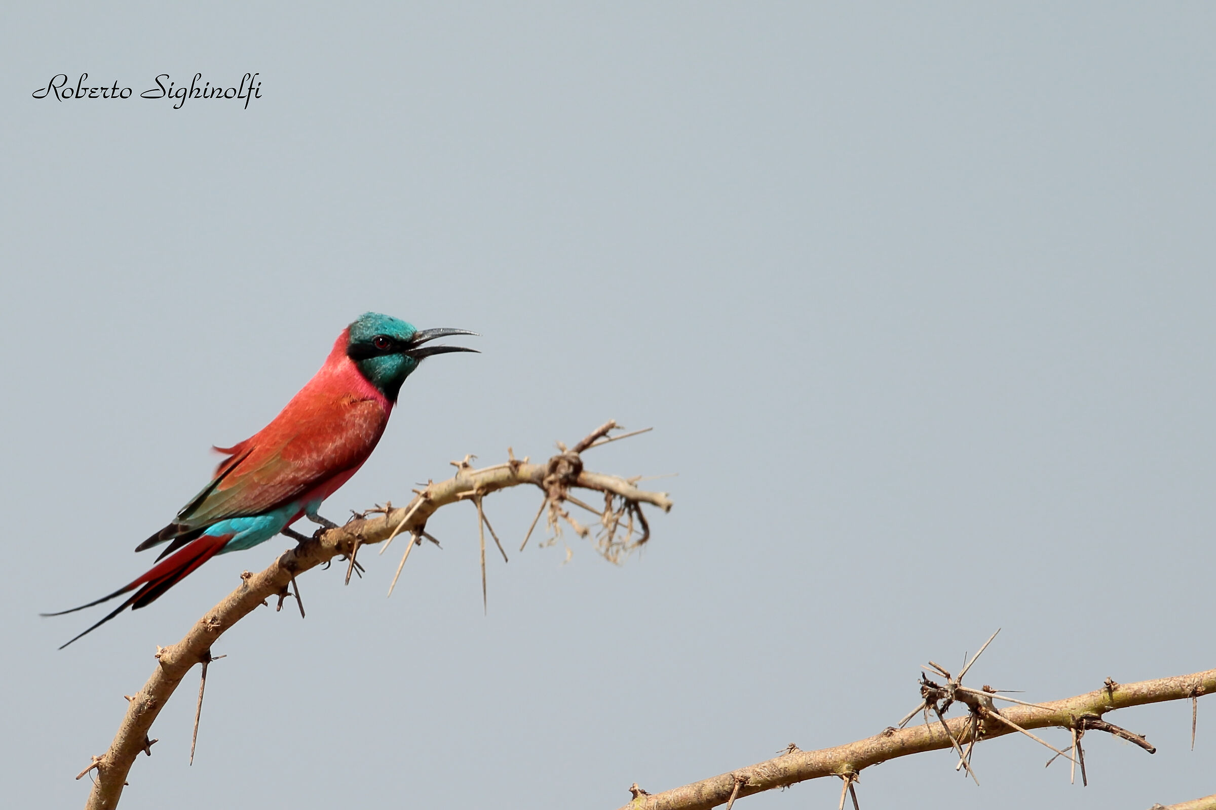 Carmine bee-eater Northern race - Tanzania