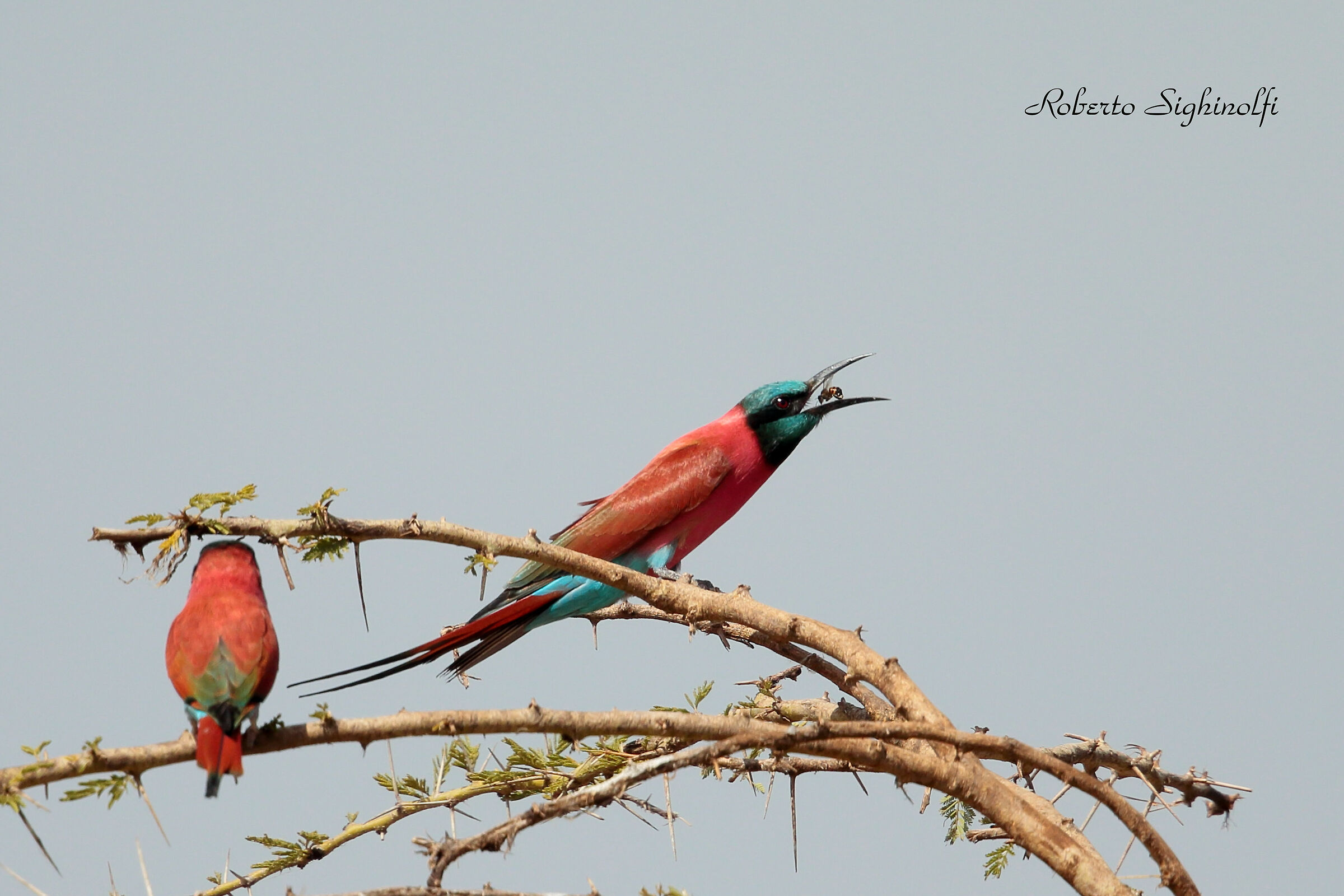 Carmine Bee-eater Northern race - Tanzania
