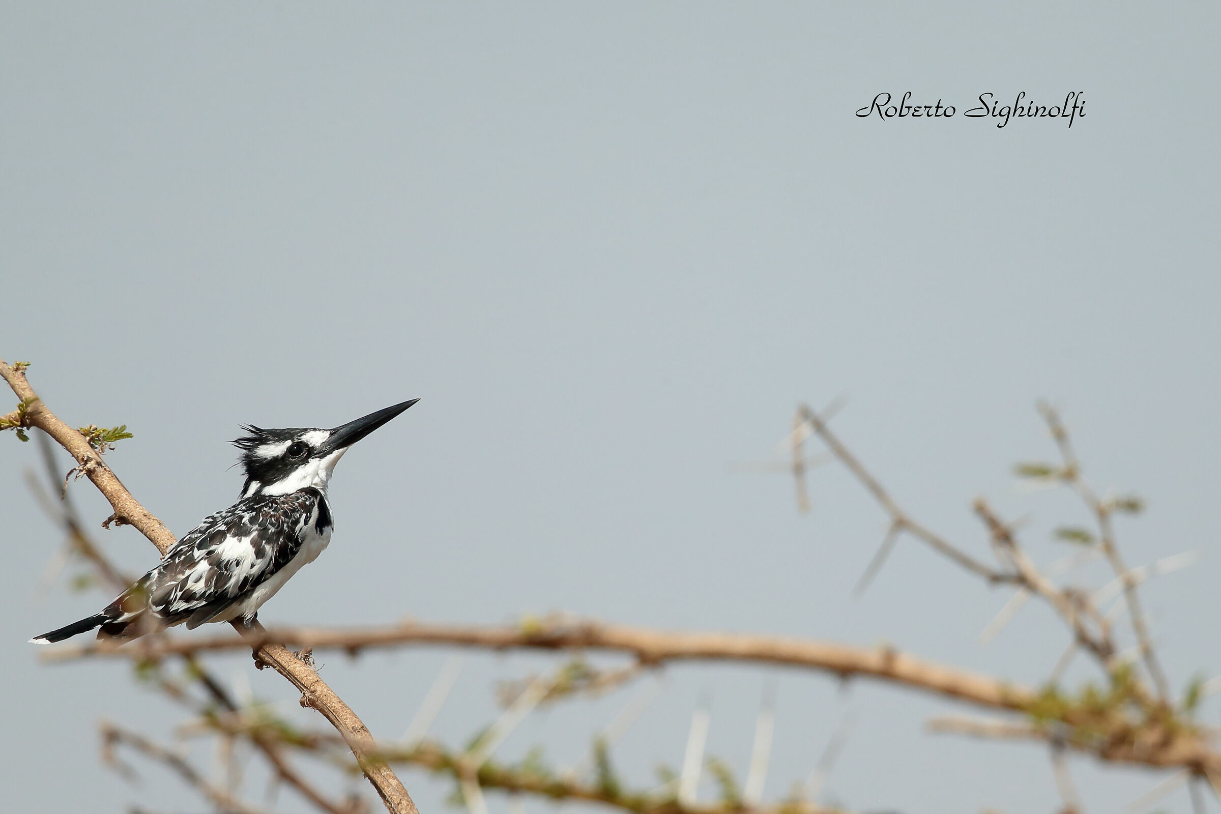 Pied kingfisher - Tanzania