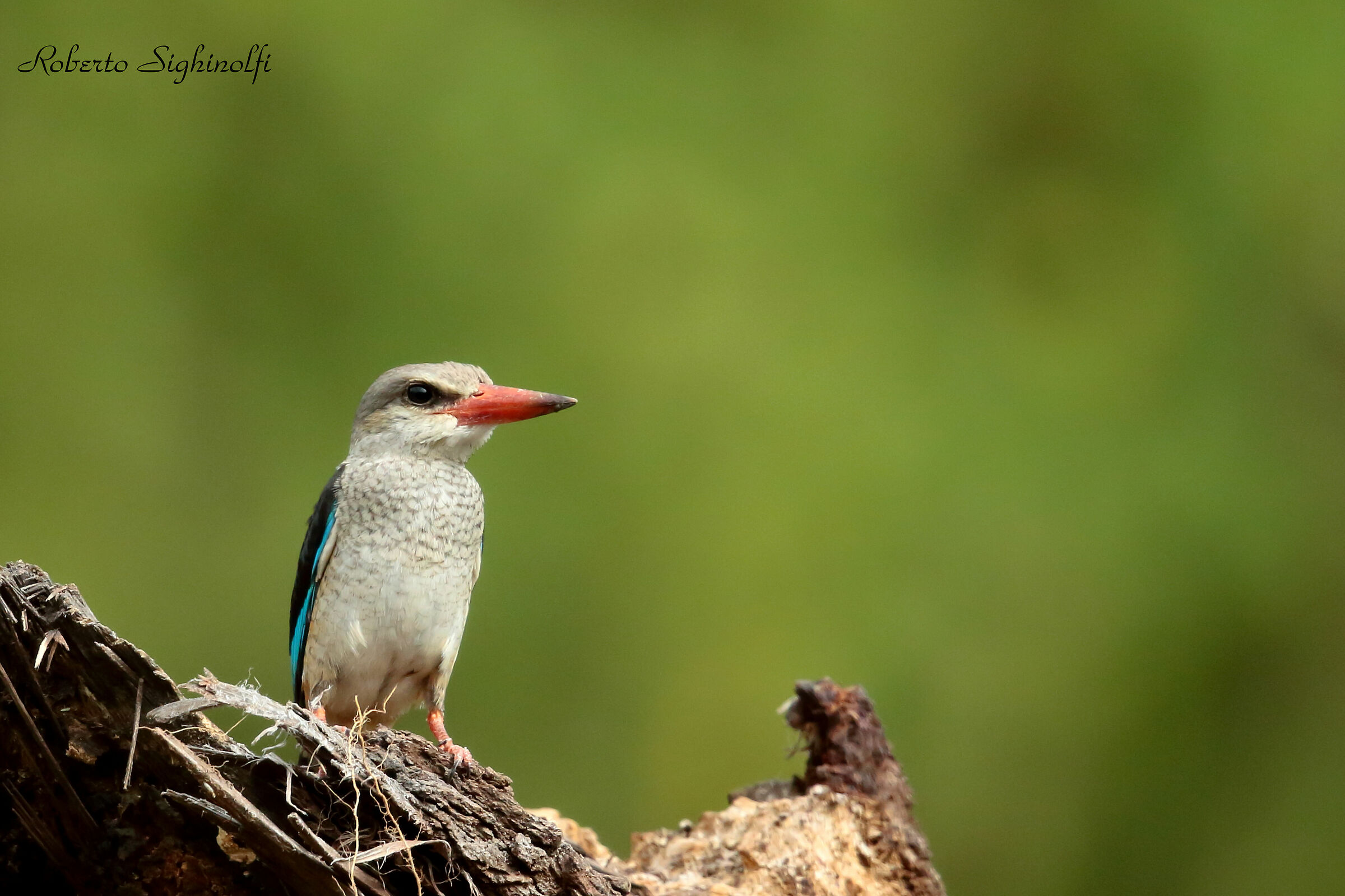 Gray kingfisher - Tanzania