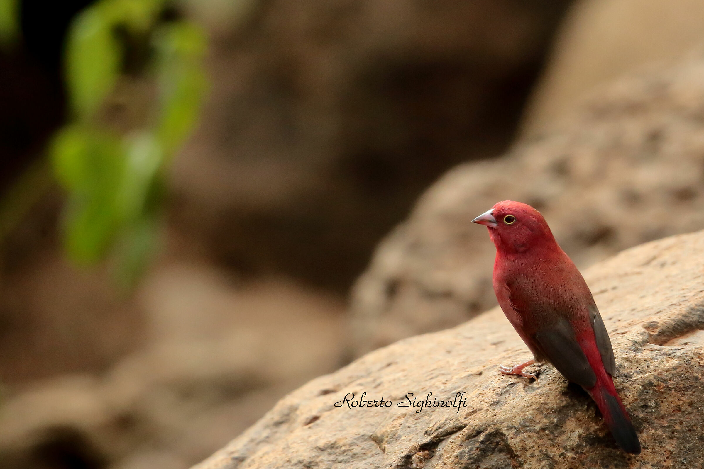 Red billed - Tanzania