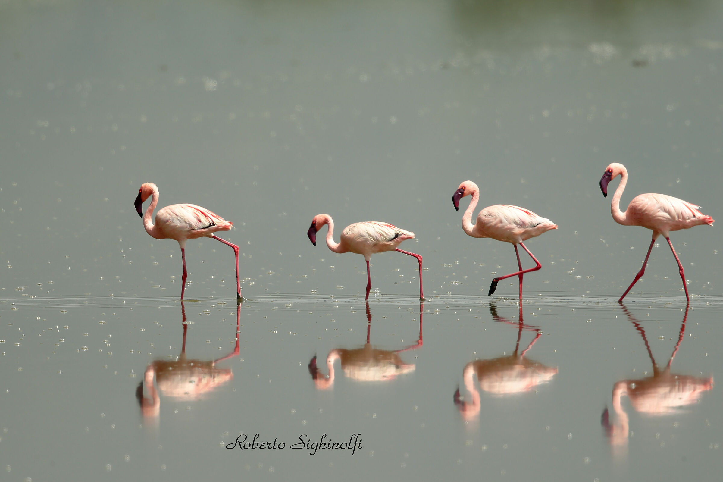 Lesser flamingos - Tanzania