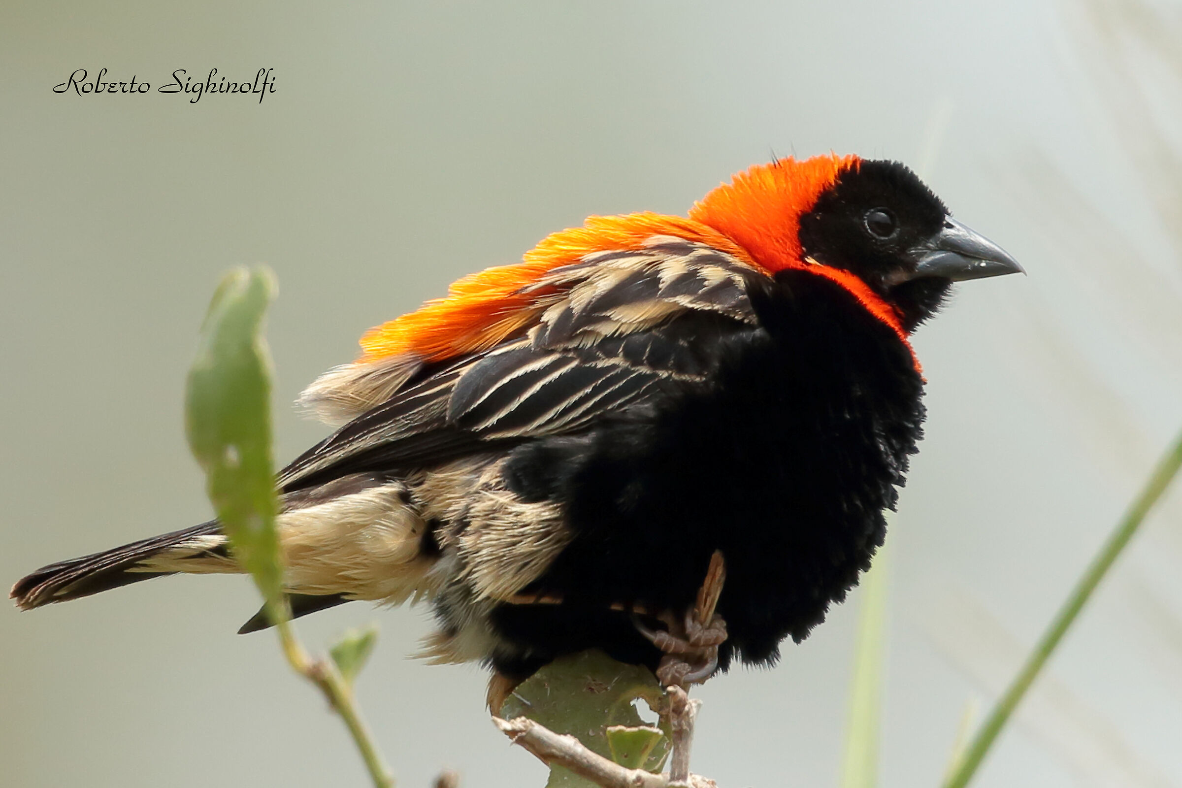 Red bishop - Tanzania