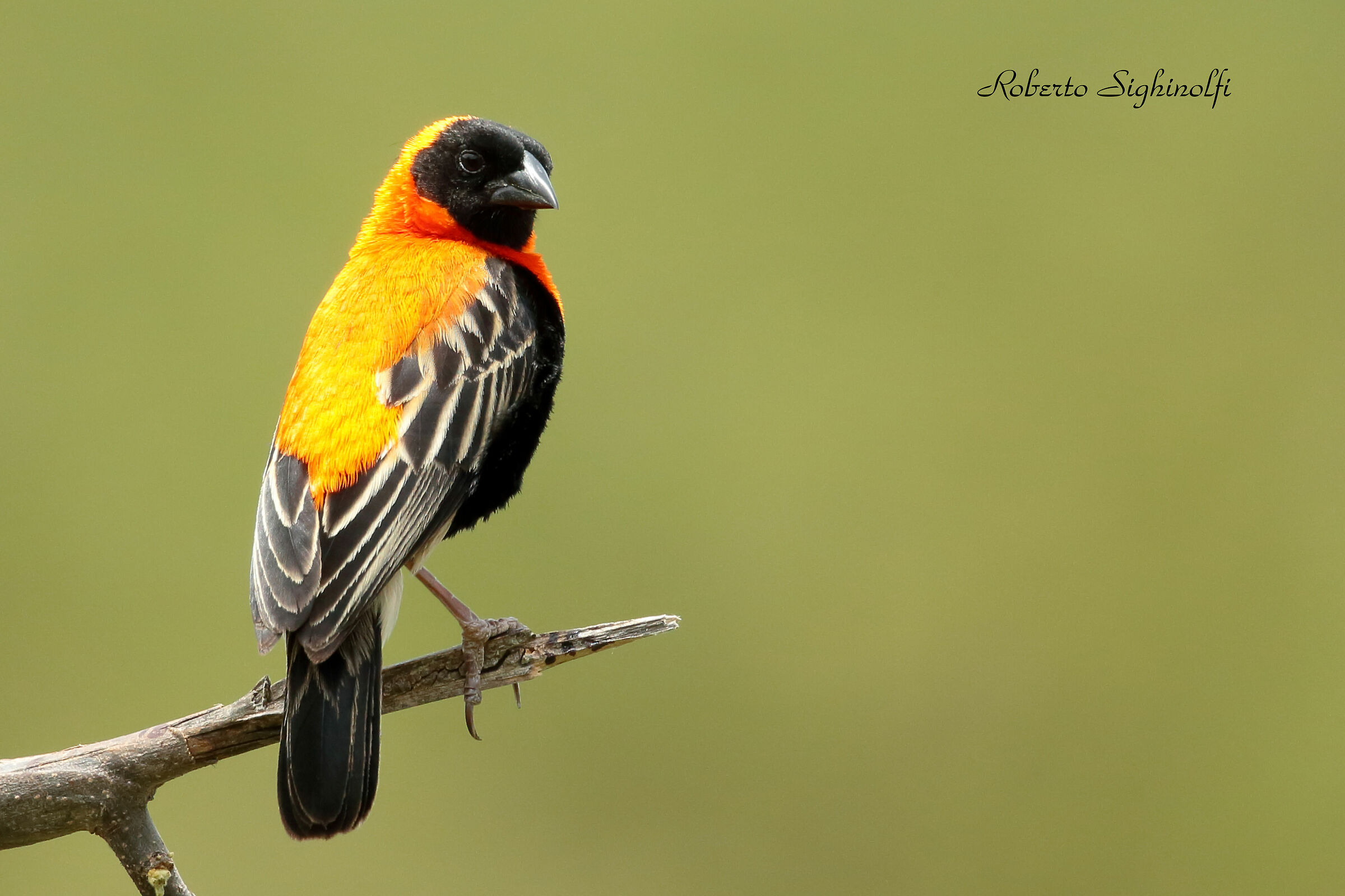 Red bishop from Tanzania