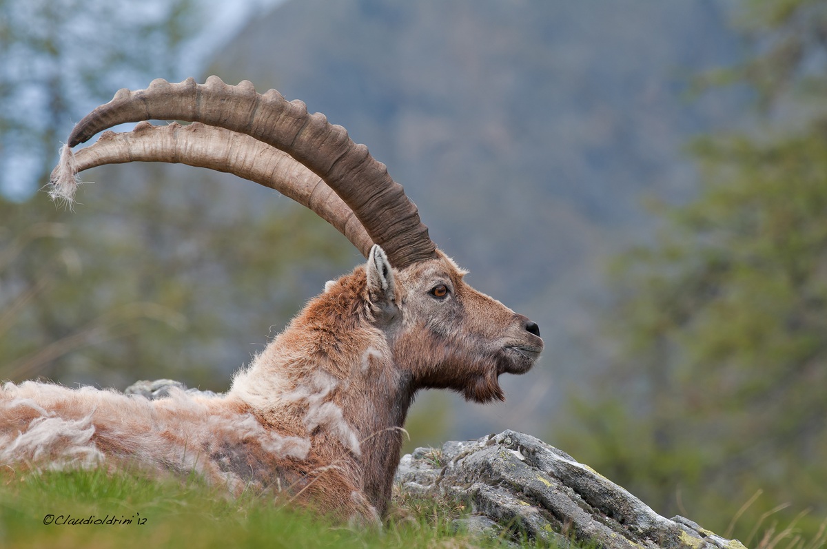 Stambecco primaverile