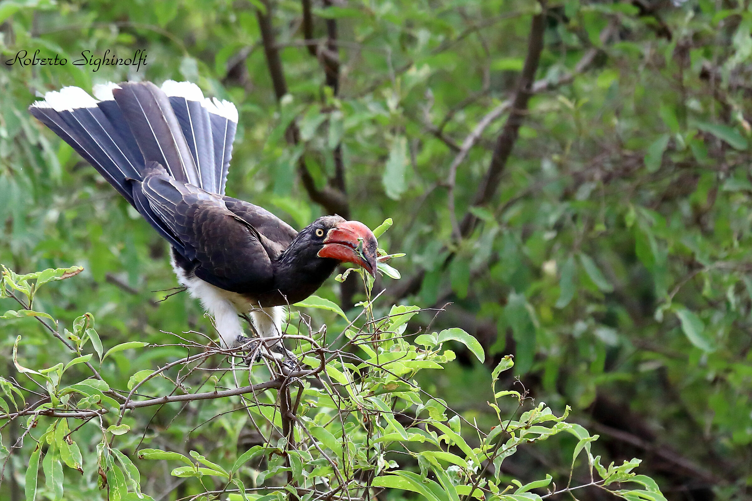 Bucero from Tanzania