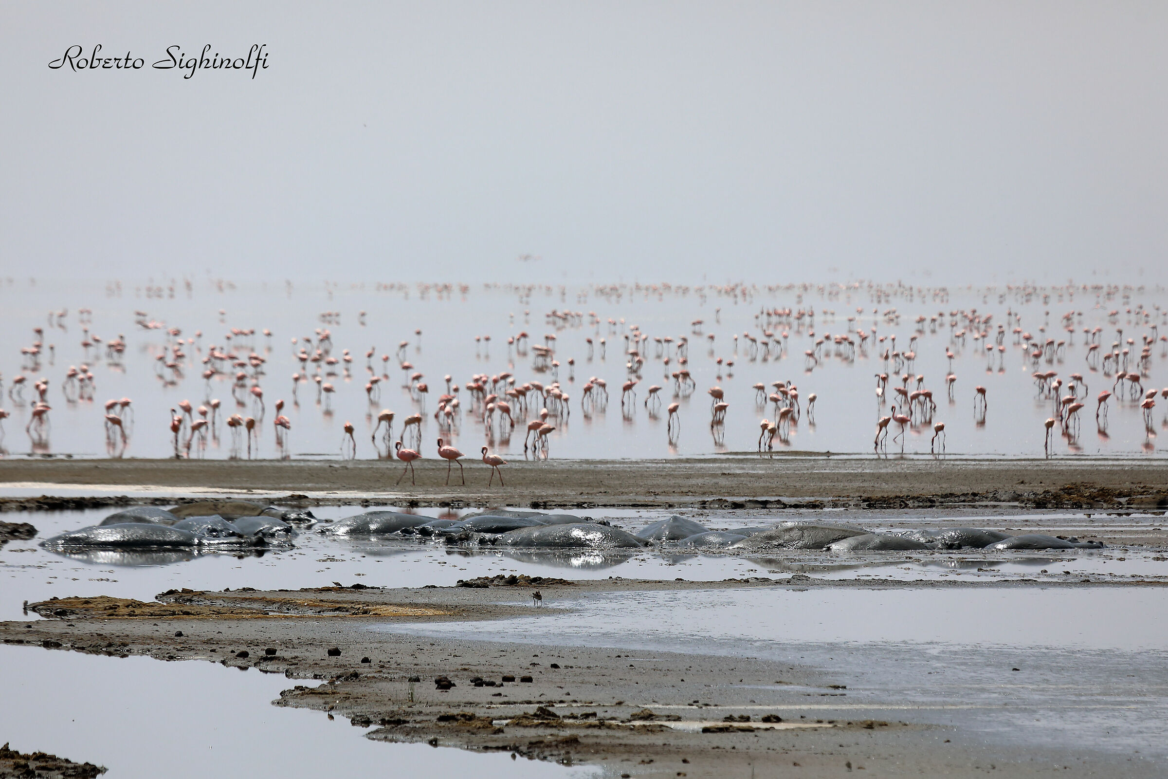 Lesser flamingos - Tanzania