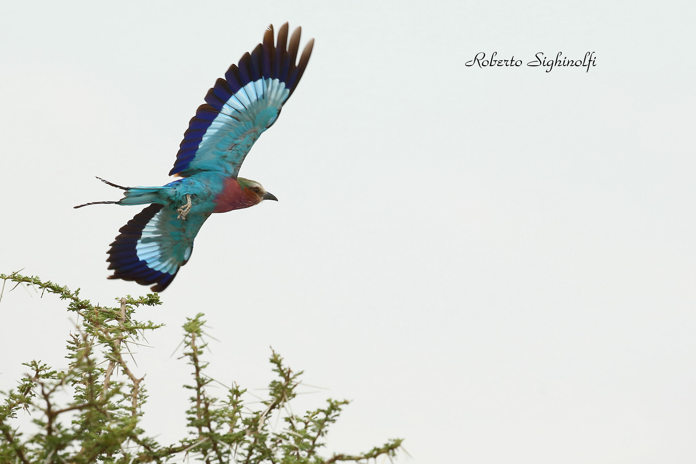 Ghiandaia - Tanzania