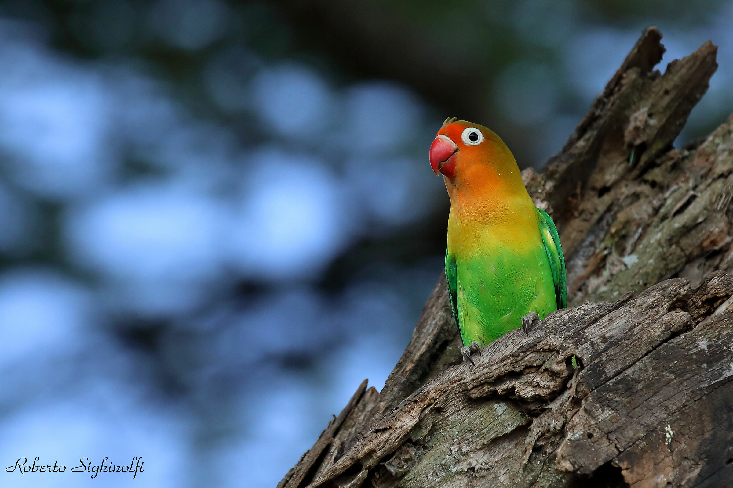 Inseparabile - Tanzania