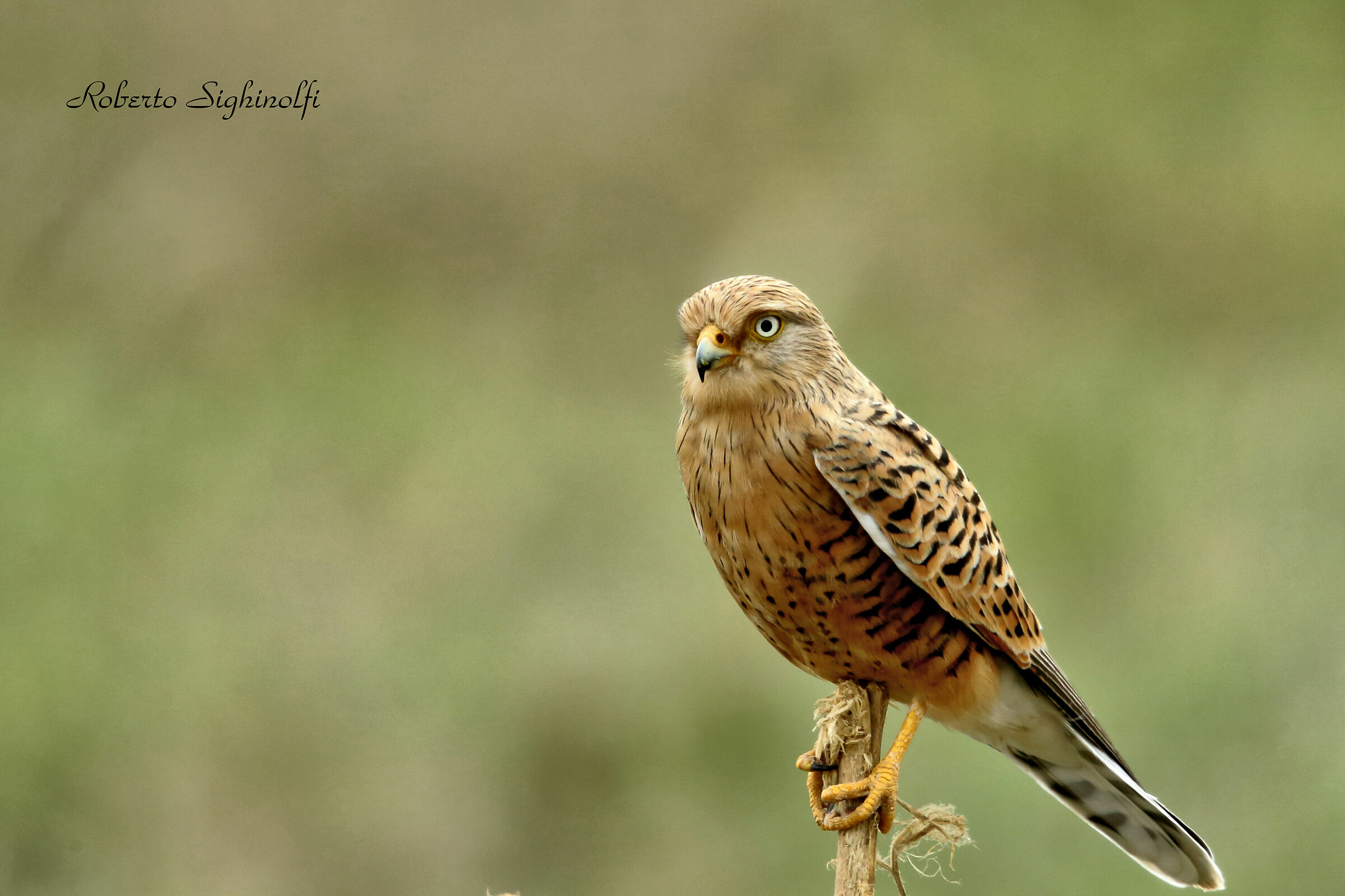 Gheppio maggiora africano - Tanzania