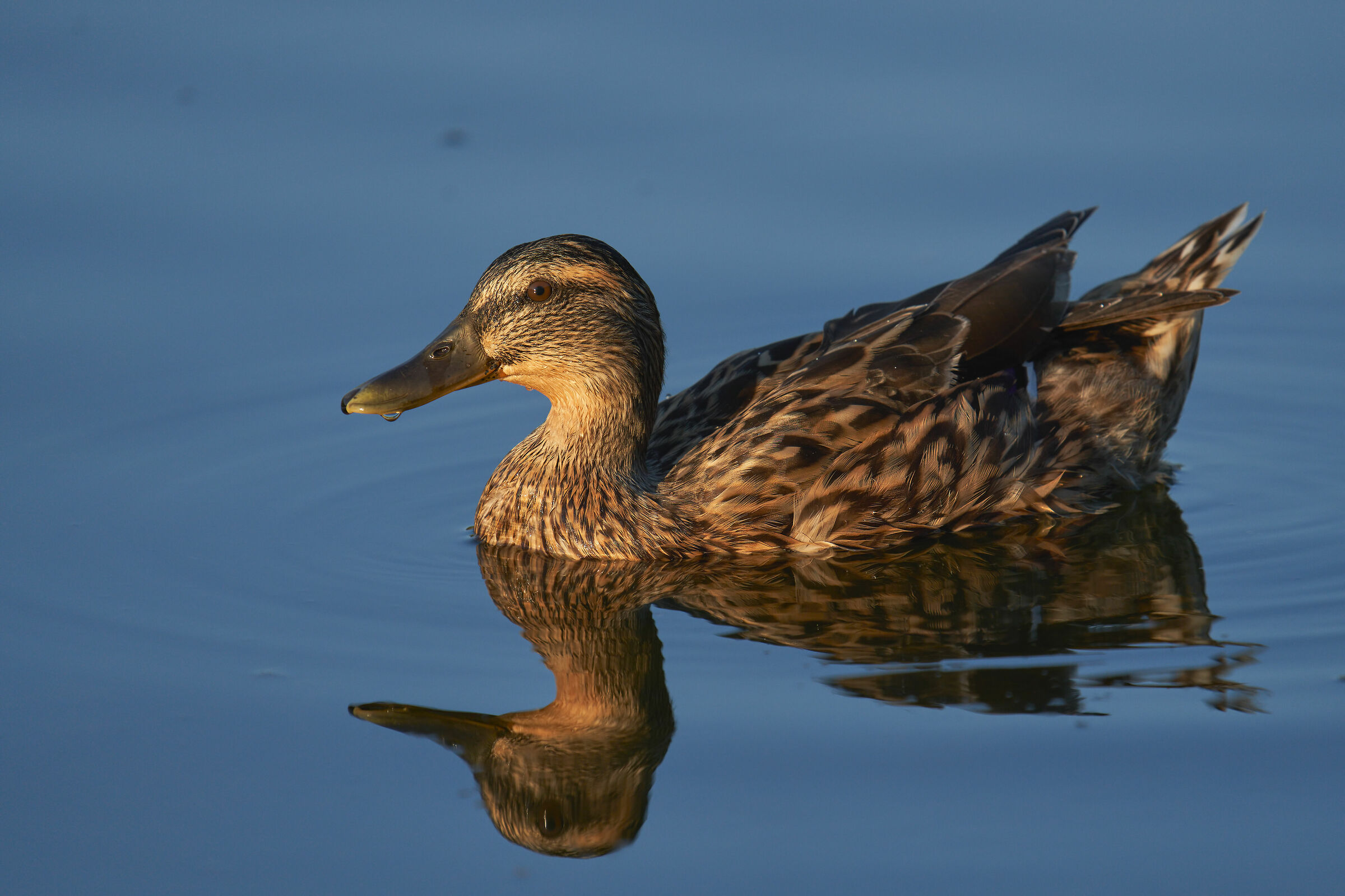 German female at sunset