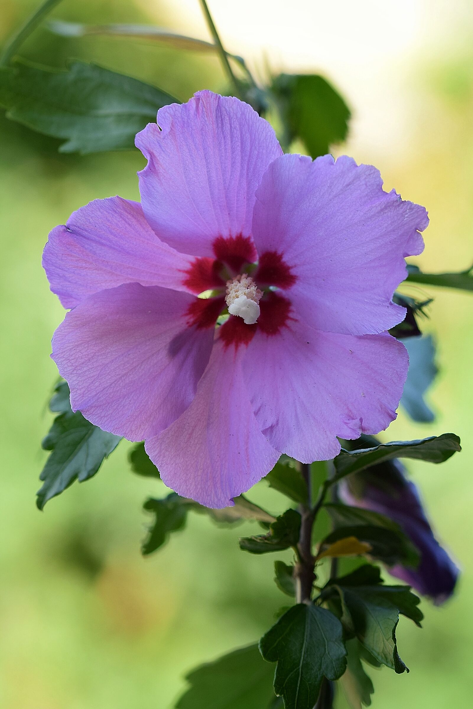 Hibiscus
