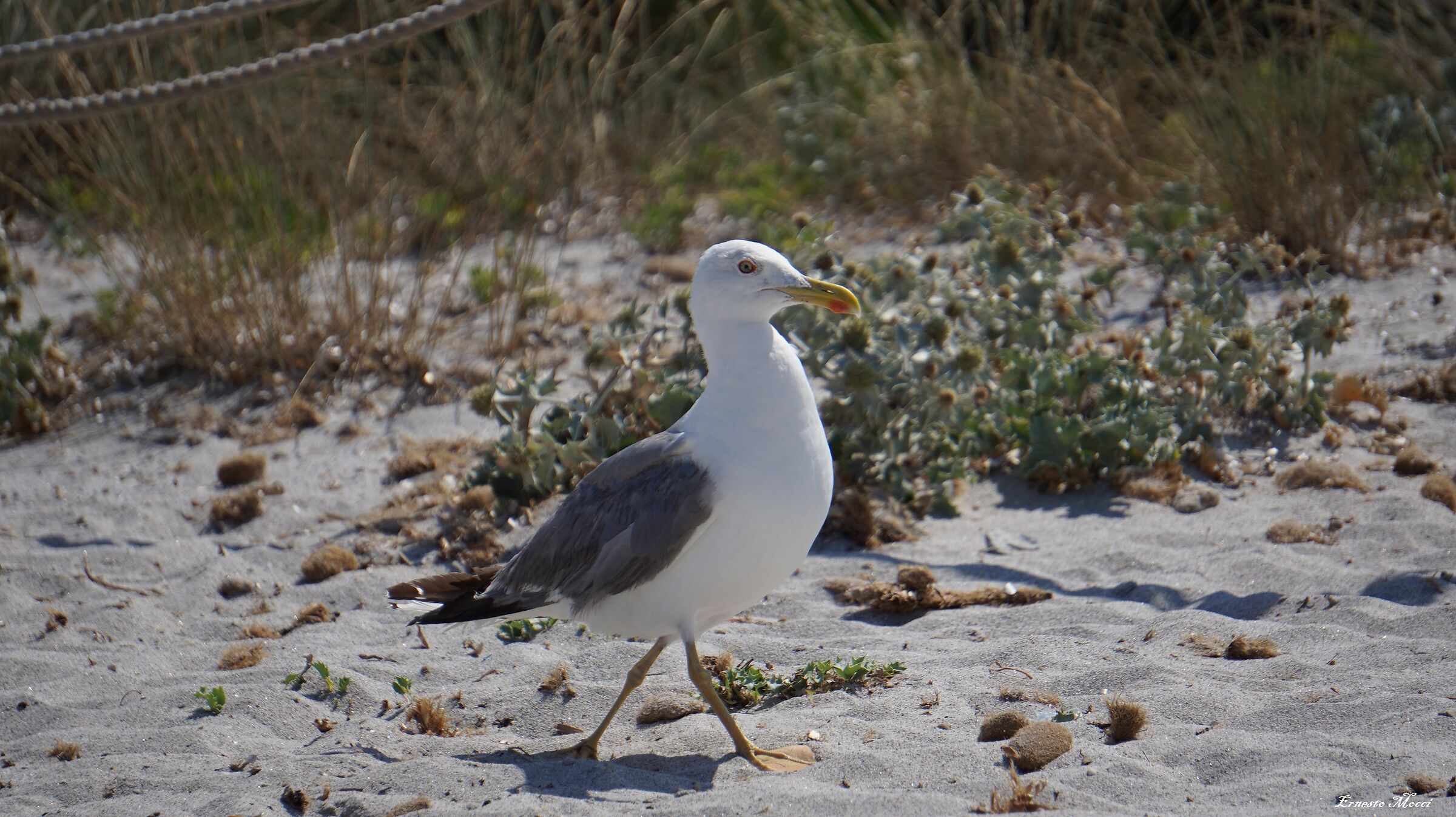 Elegance on the Beach
