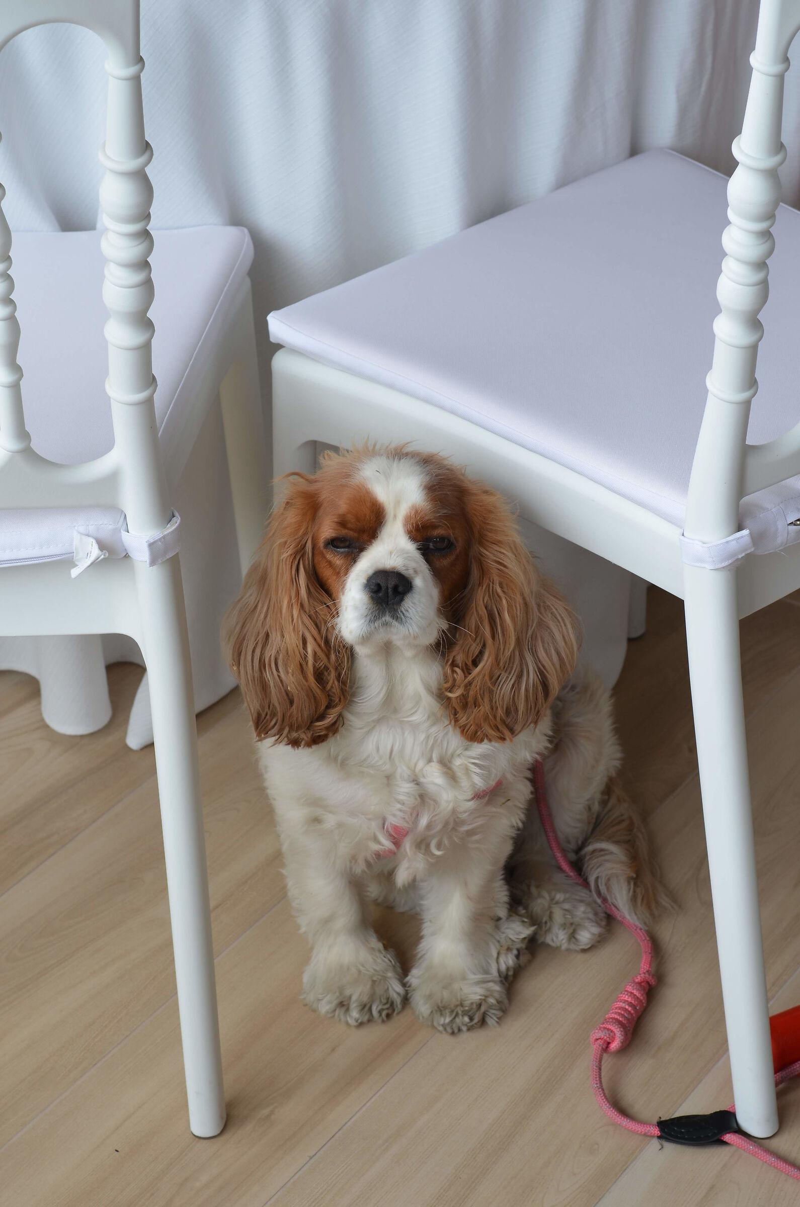 Matrimonio calabrese.. Secondo primo..