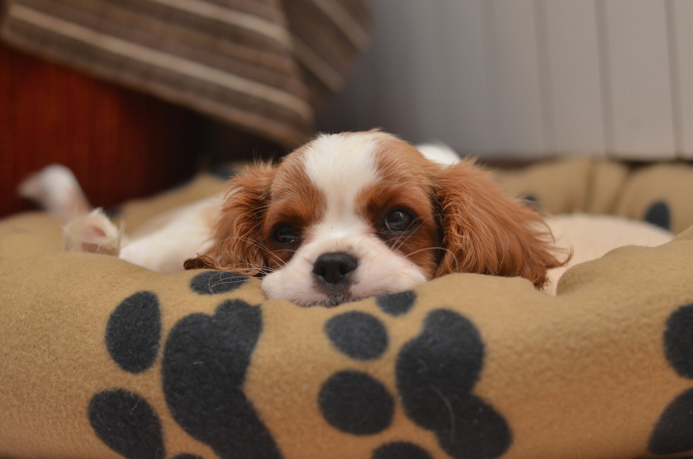 Finalmente a casa...