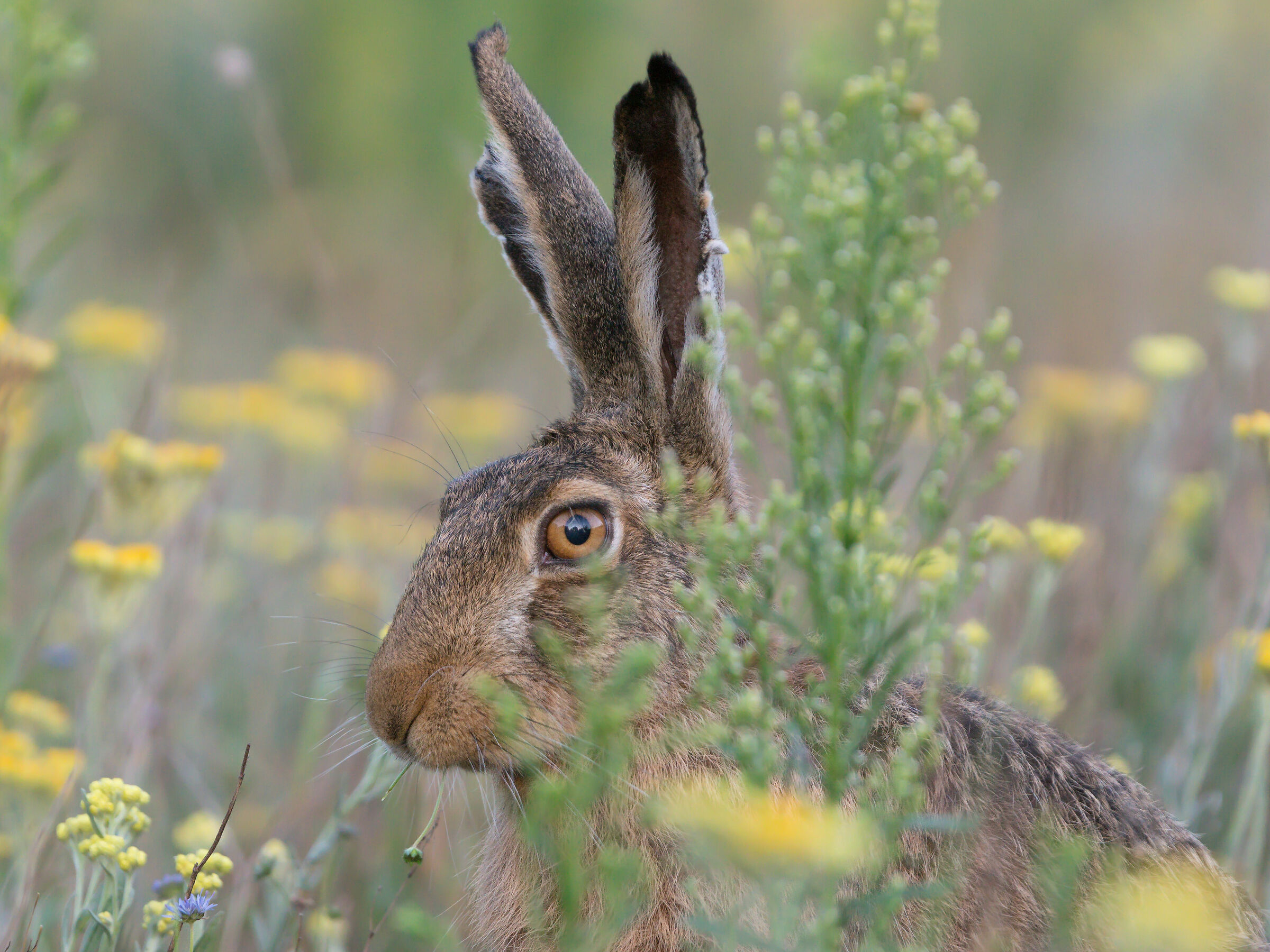 Lepre marrone (Lepus europaeus)