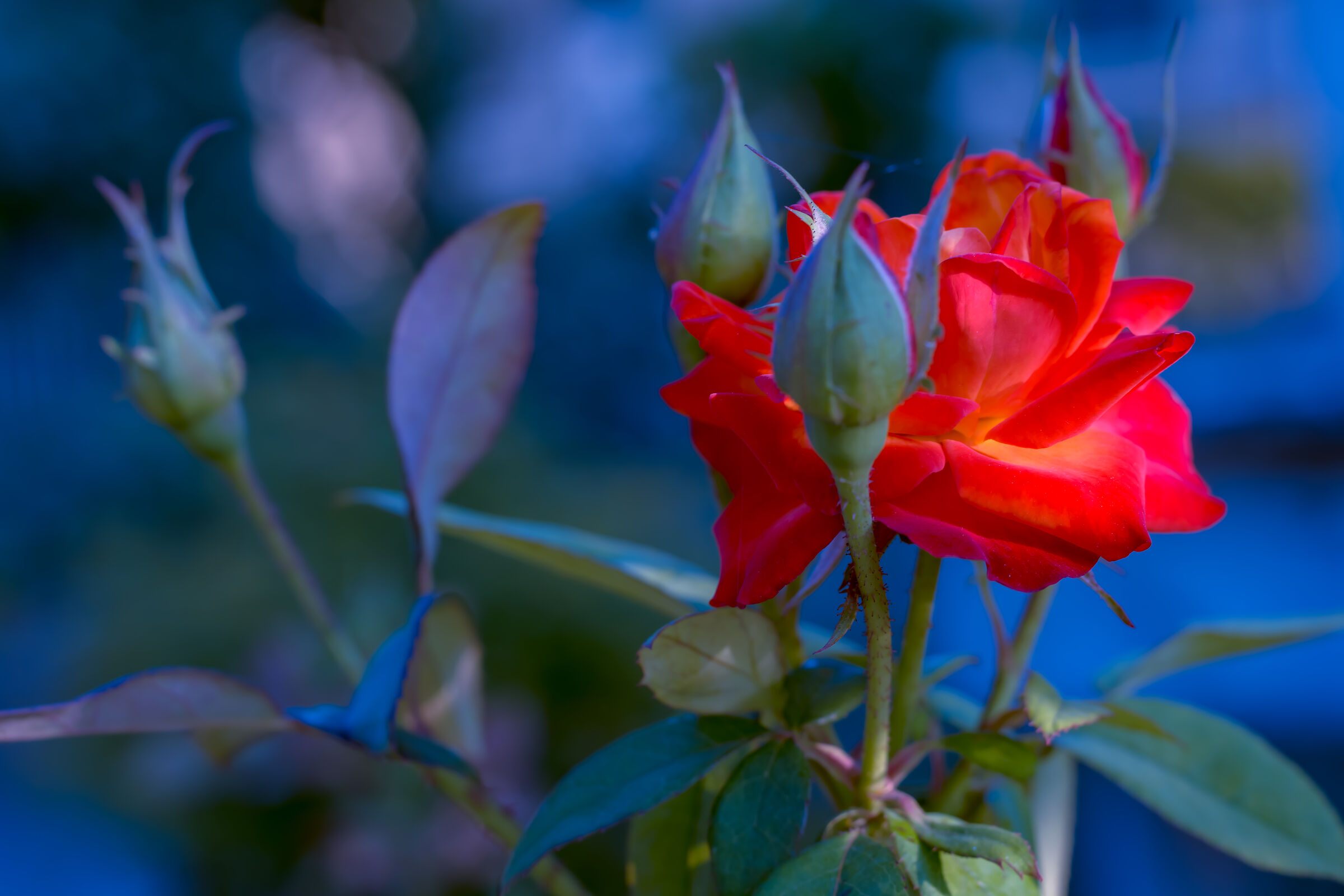 La rosa 'Tempi moderni'