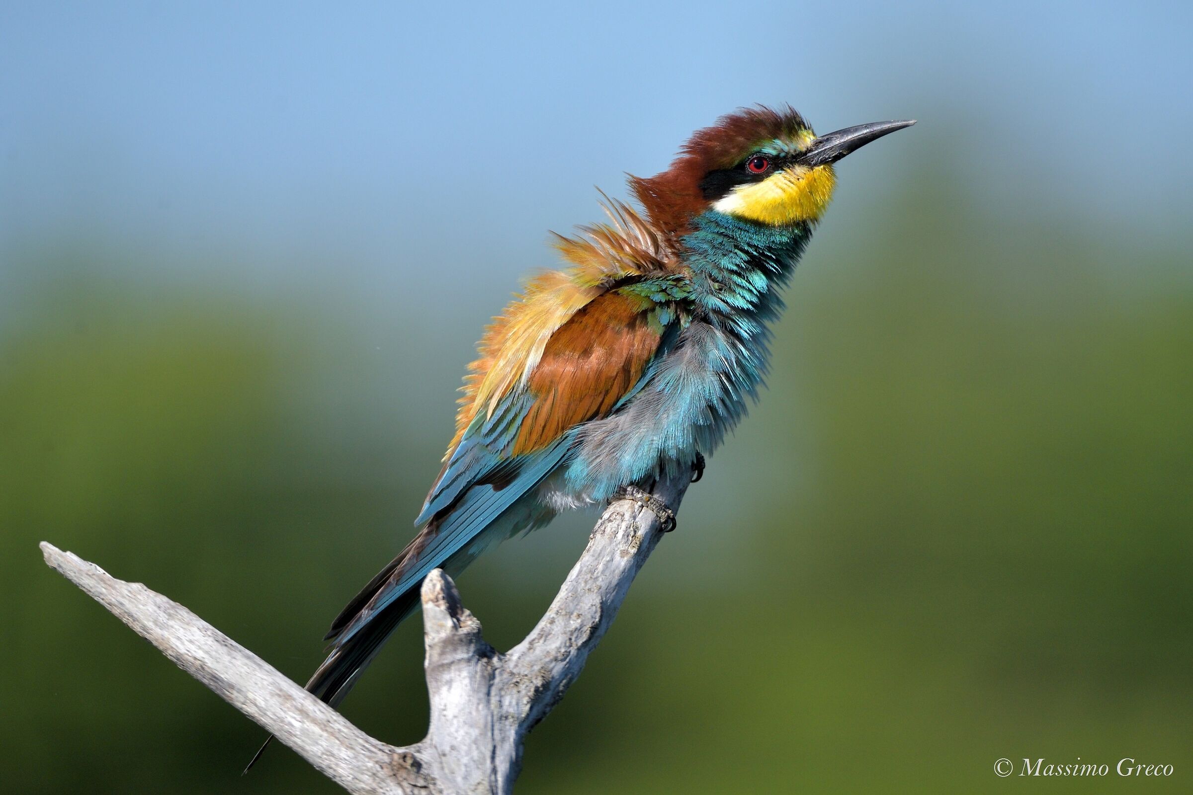 Bee-eater