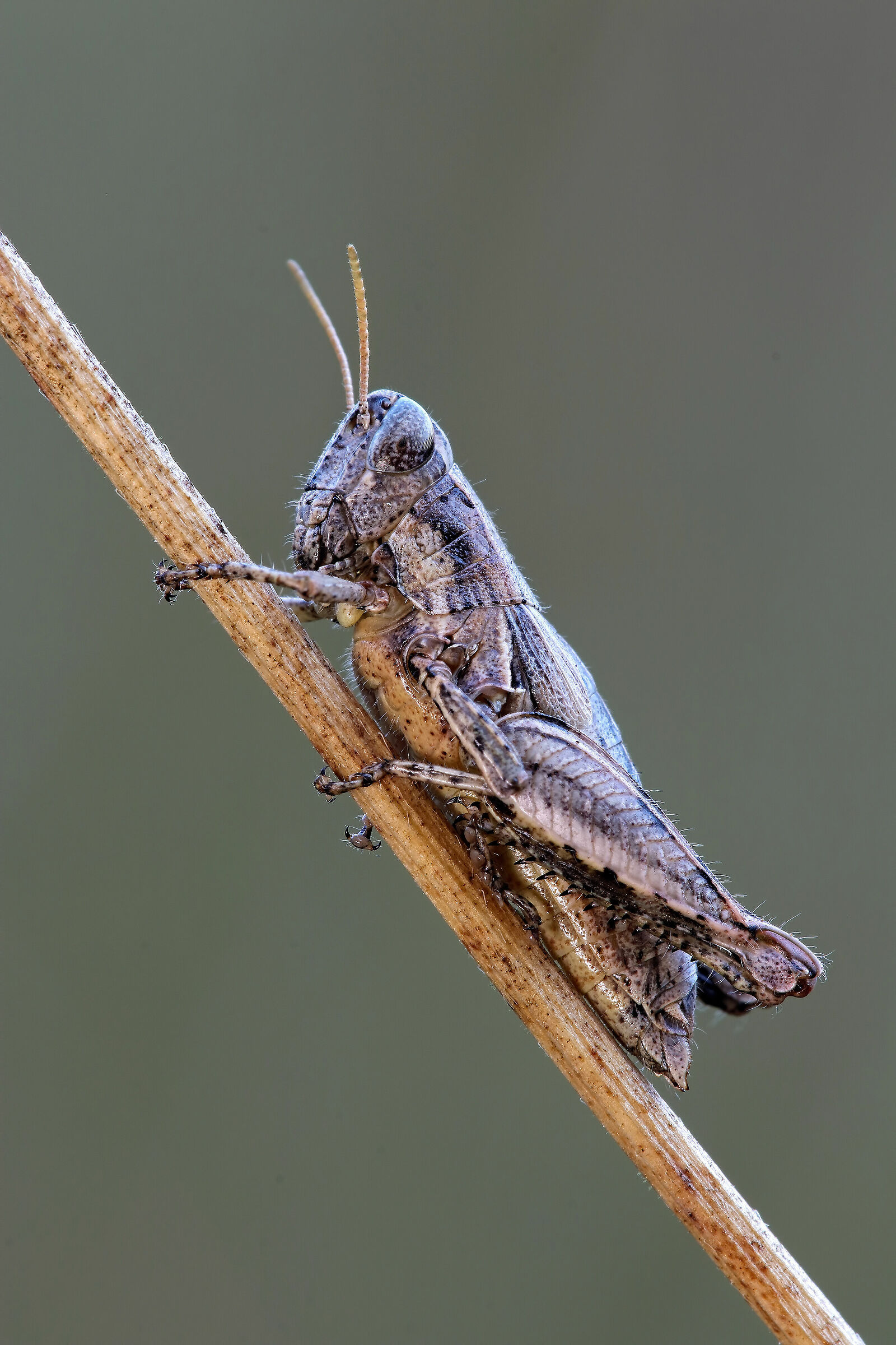 Hello..... I'm there !!!