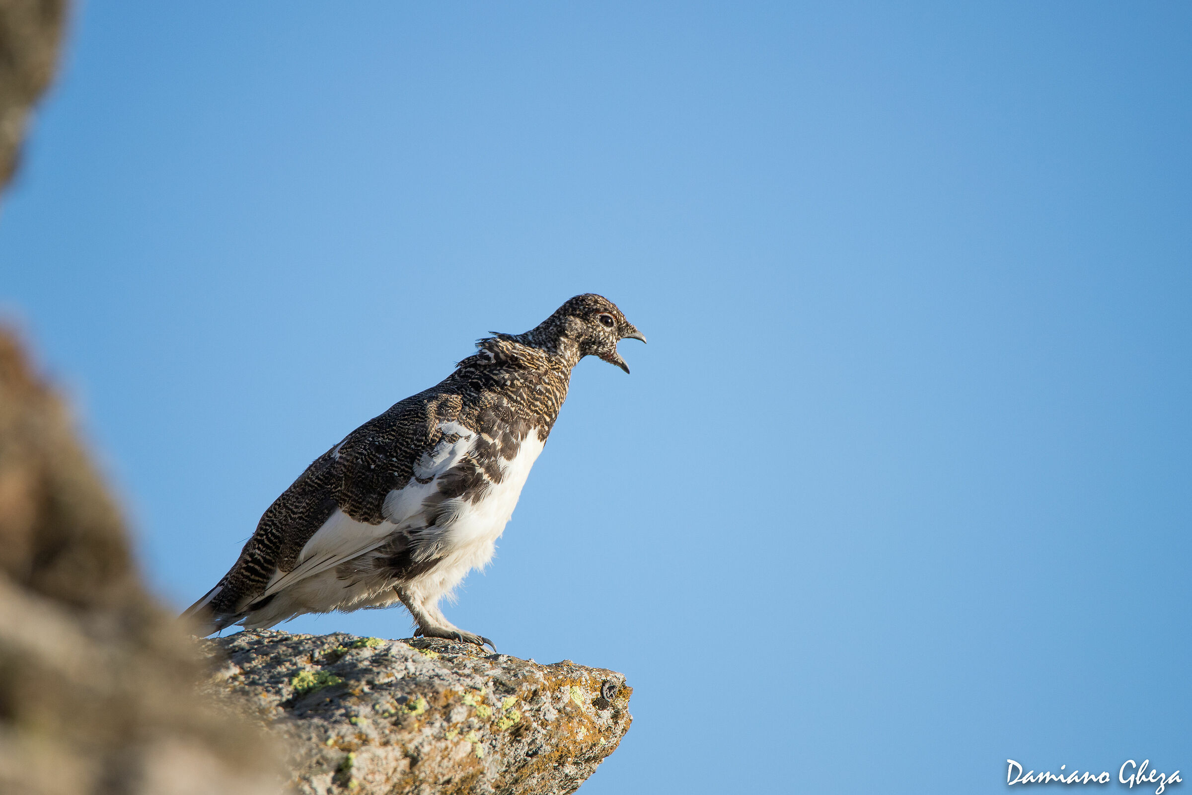Pernice bianca in canto