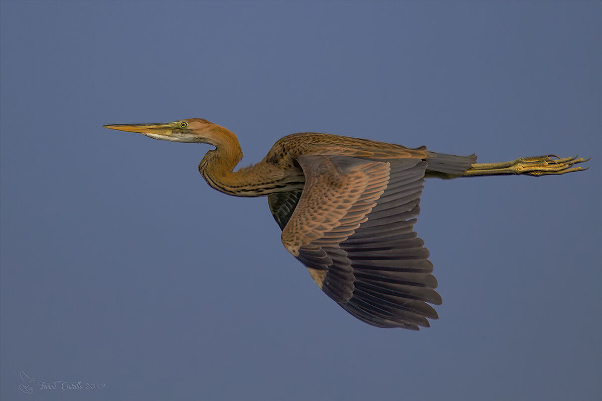 Red heron