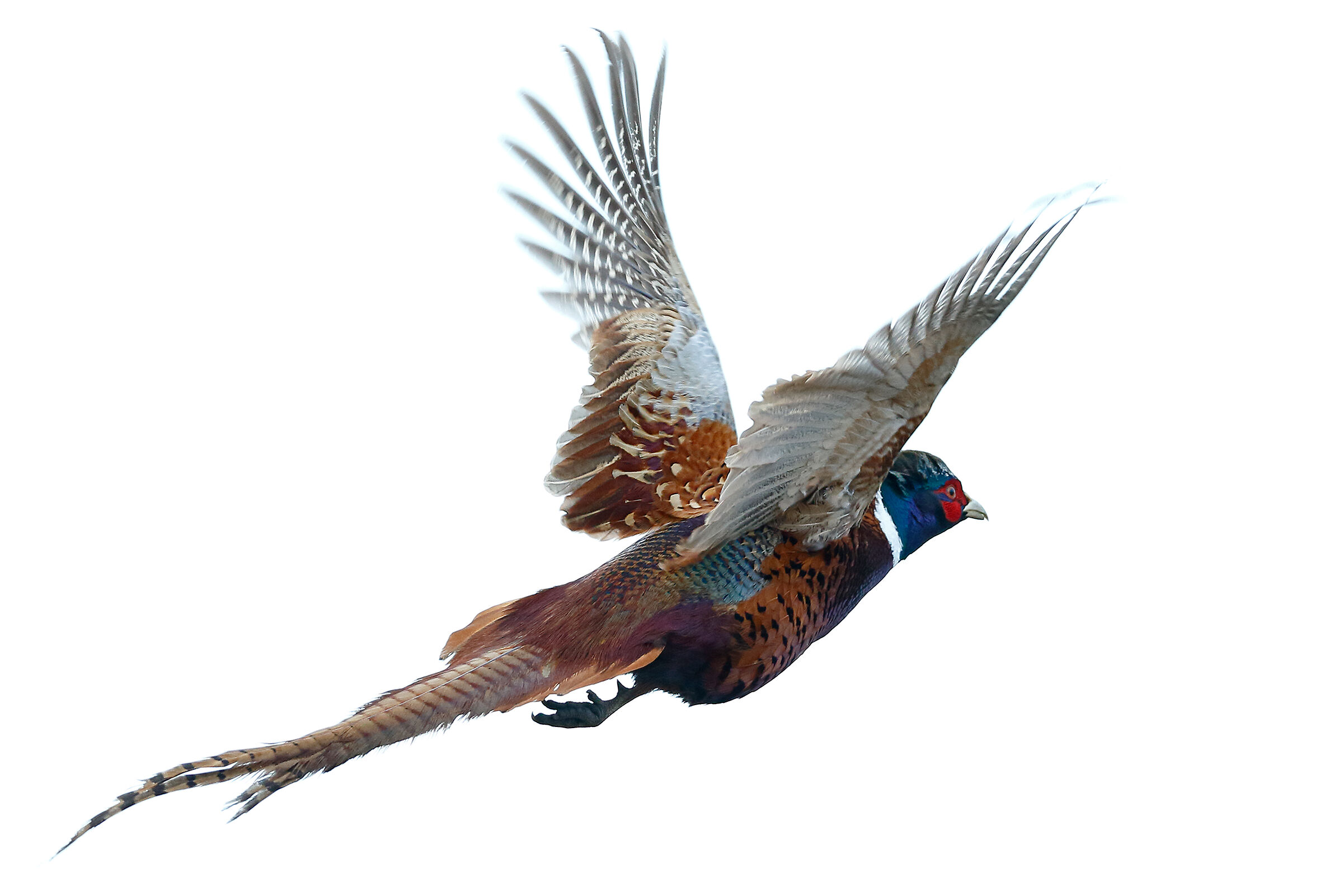 Common pheasant