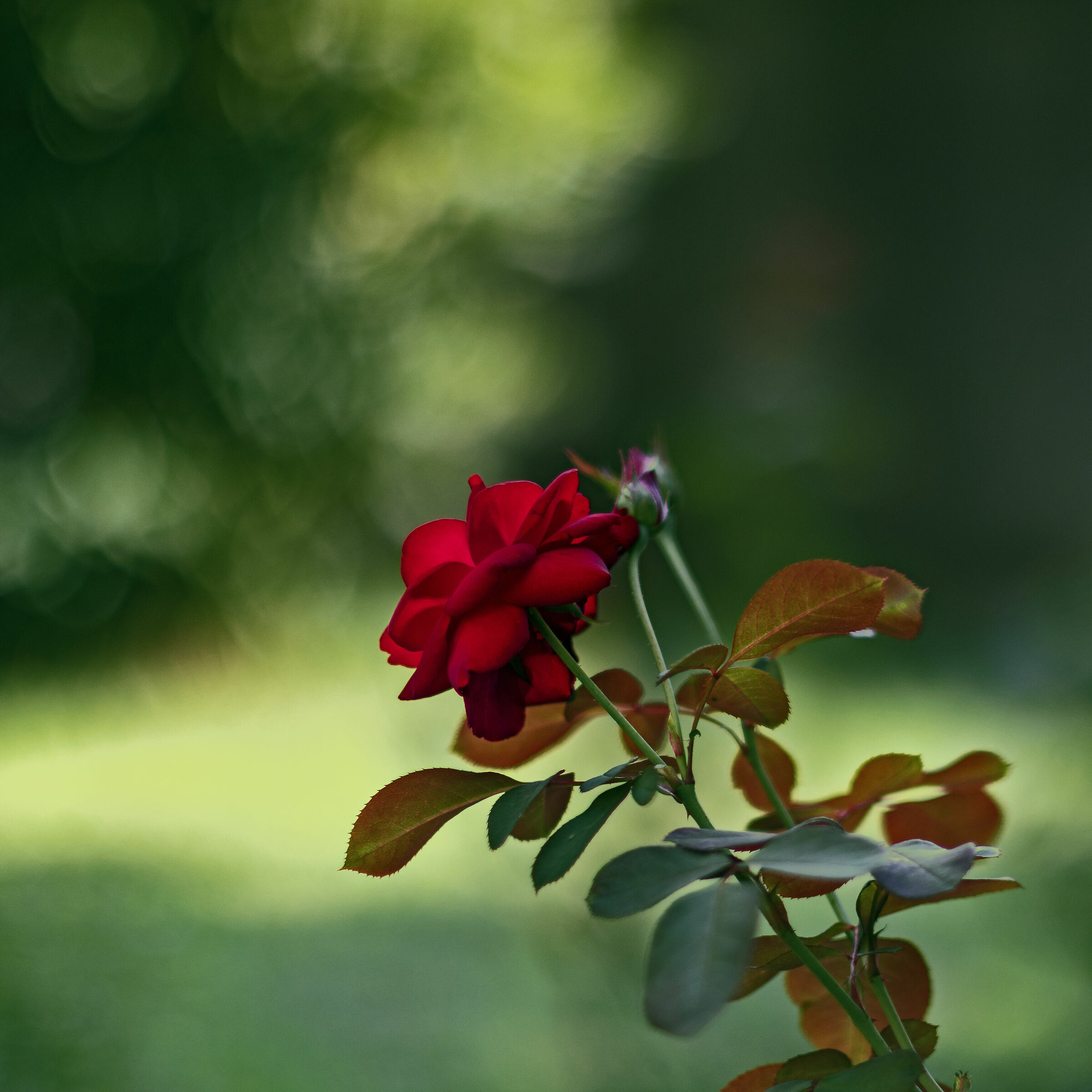 Test canon FD 50 mm f/1.2