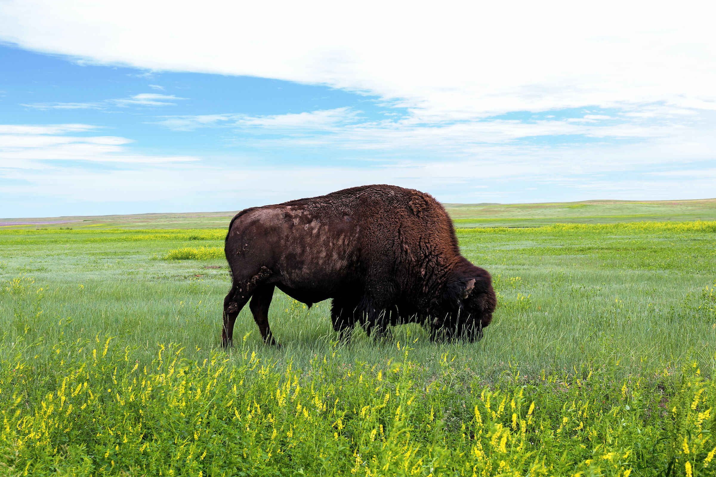 Bisonte @ Badlands NP